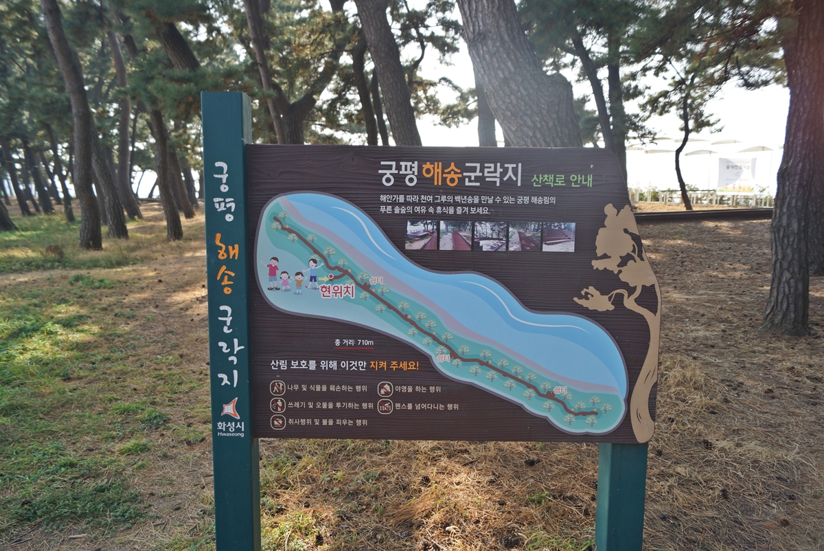 궁평해송군락지 사진