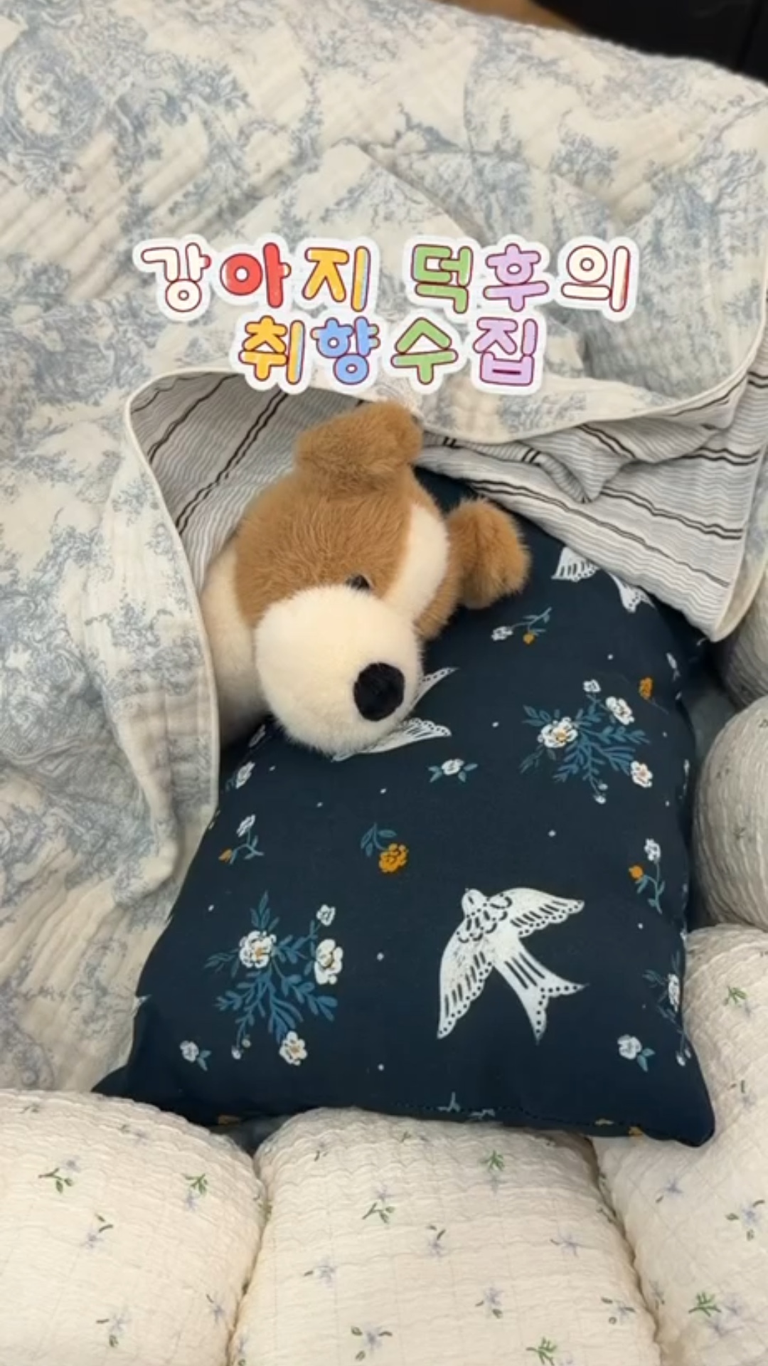 코지모지 사진 3