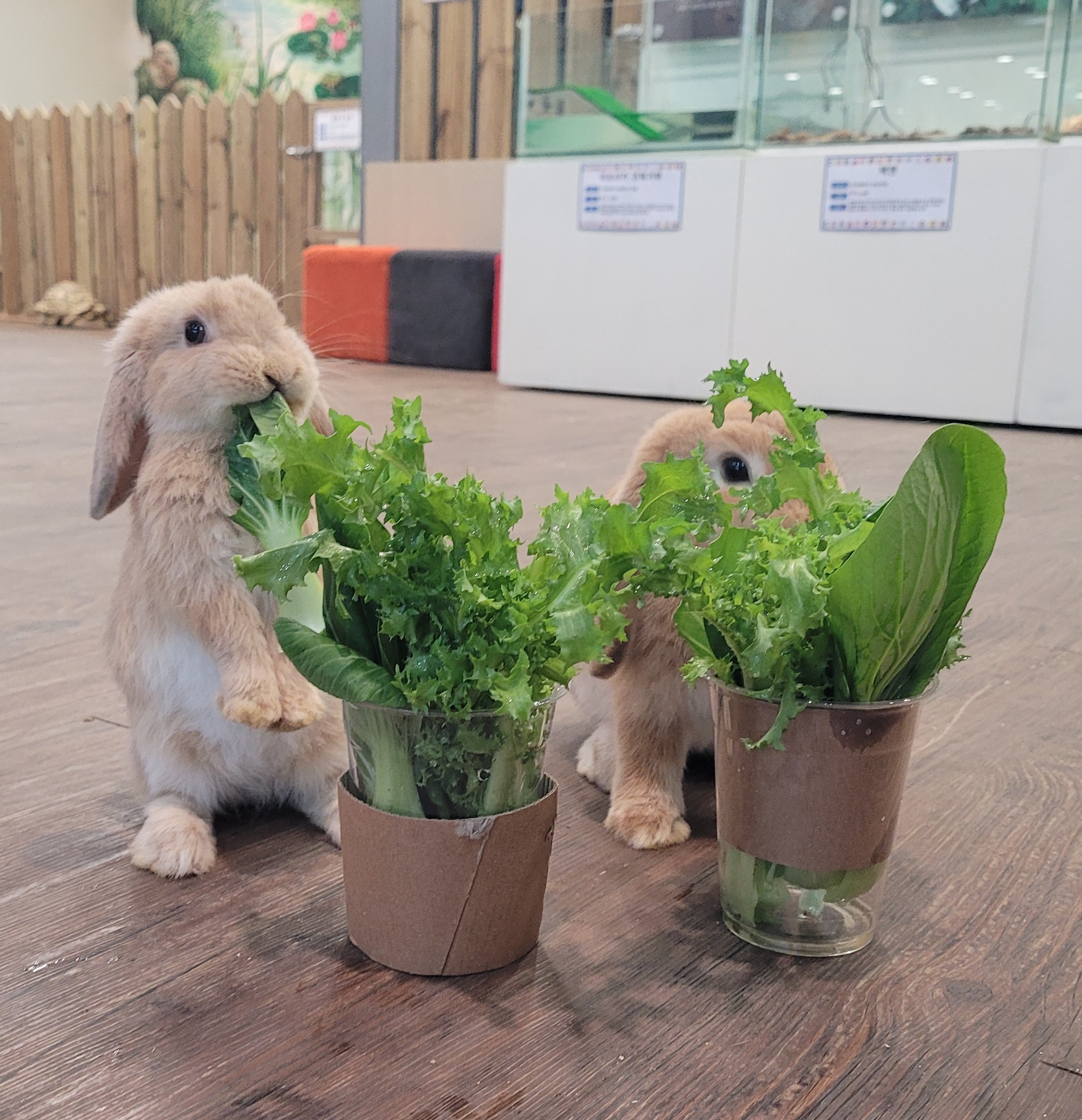 토끼의숲 사진 5