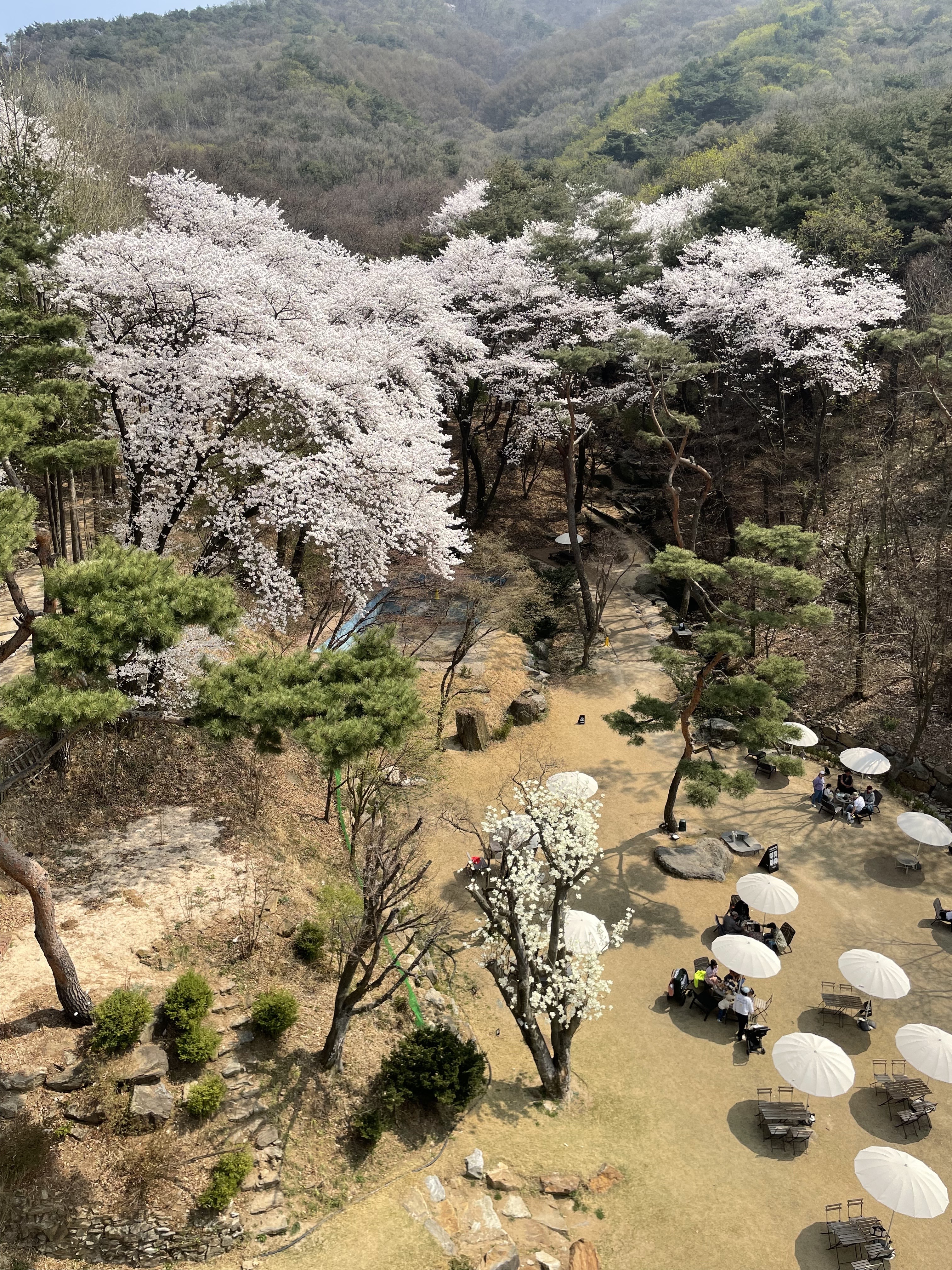 키스톤 스피시즈 사진 4