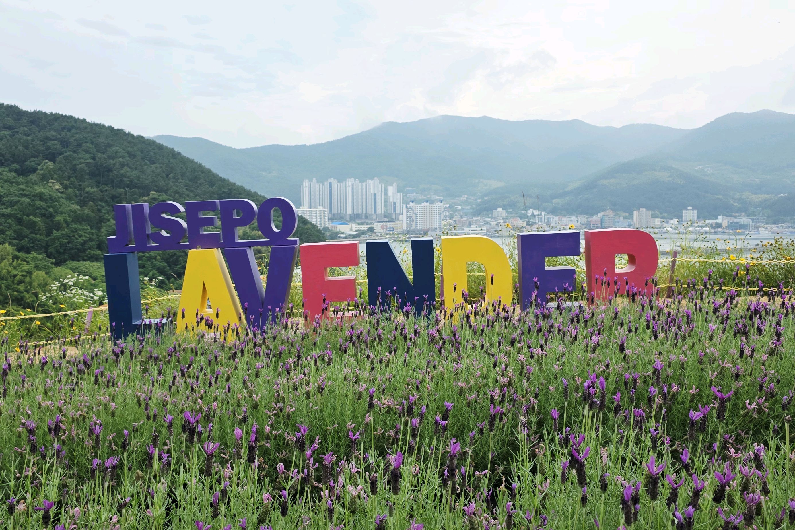 지세포진성꽃동산 사진 3