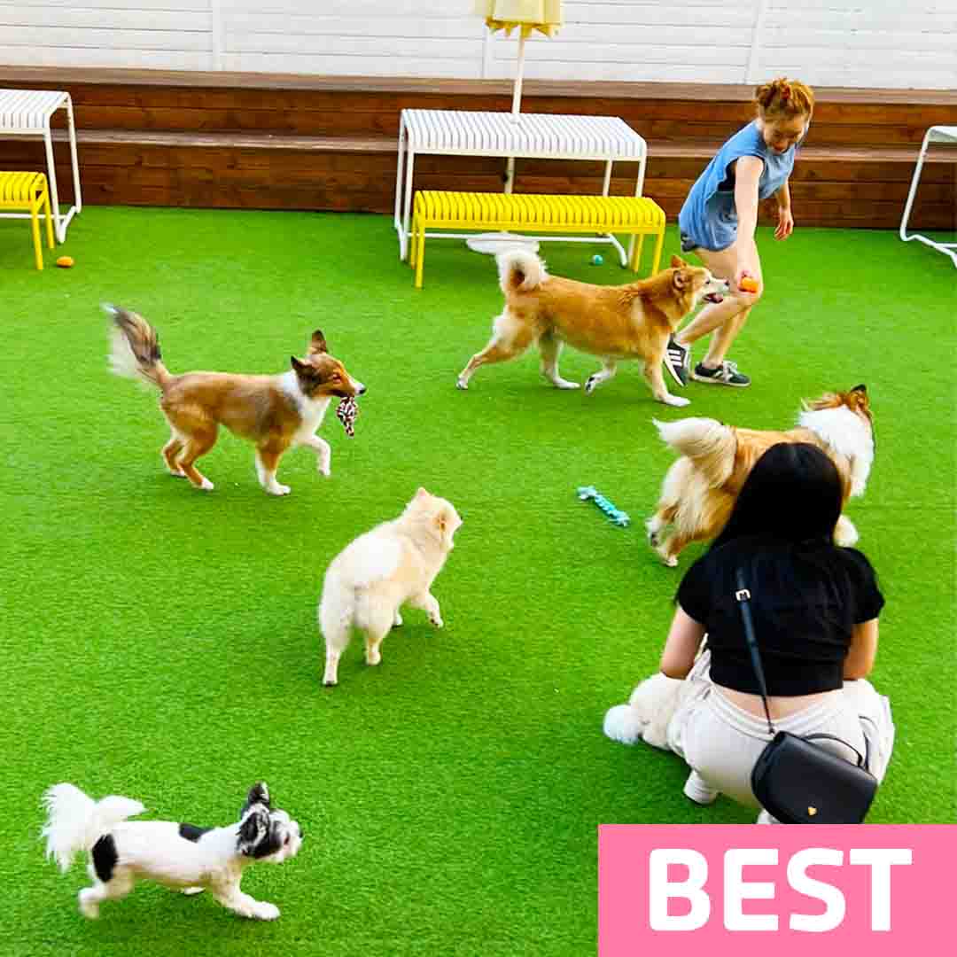 아이조아펫파크 서울점 사진 1