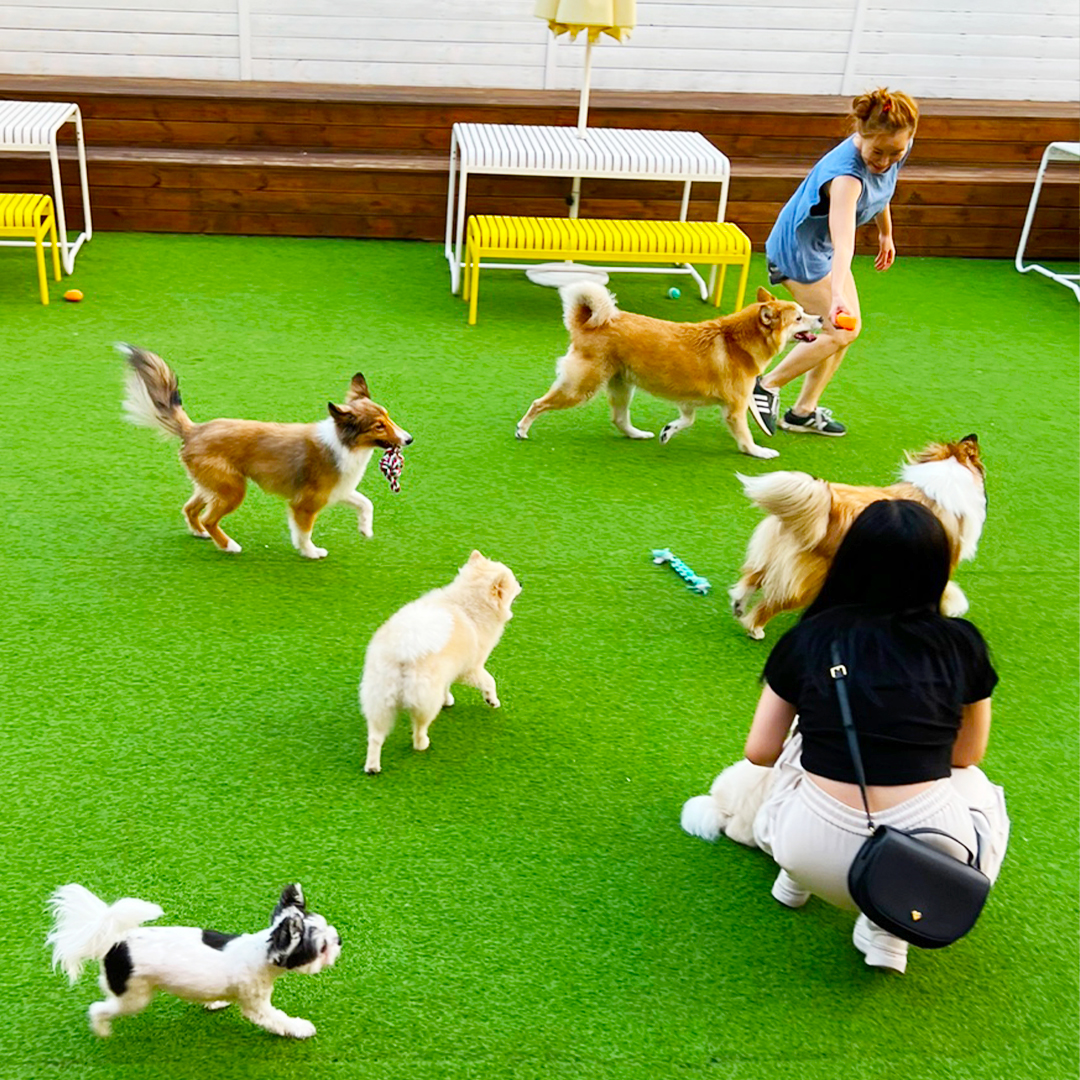 아이조아펫파크 서울점 사진 2