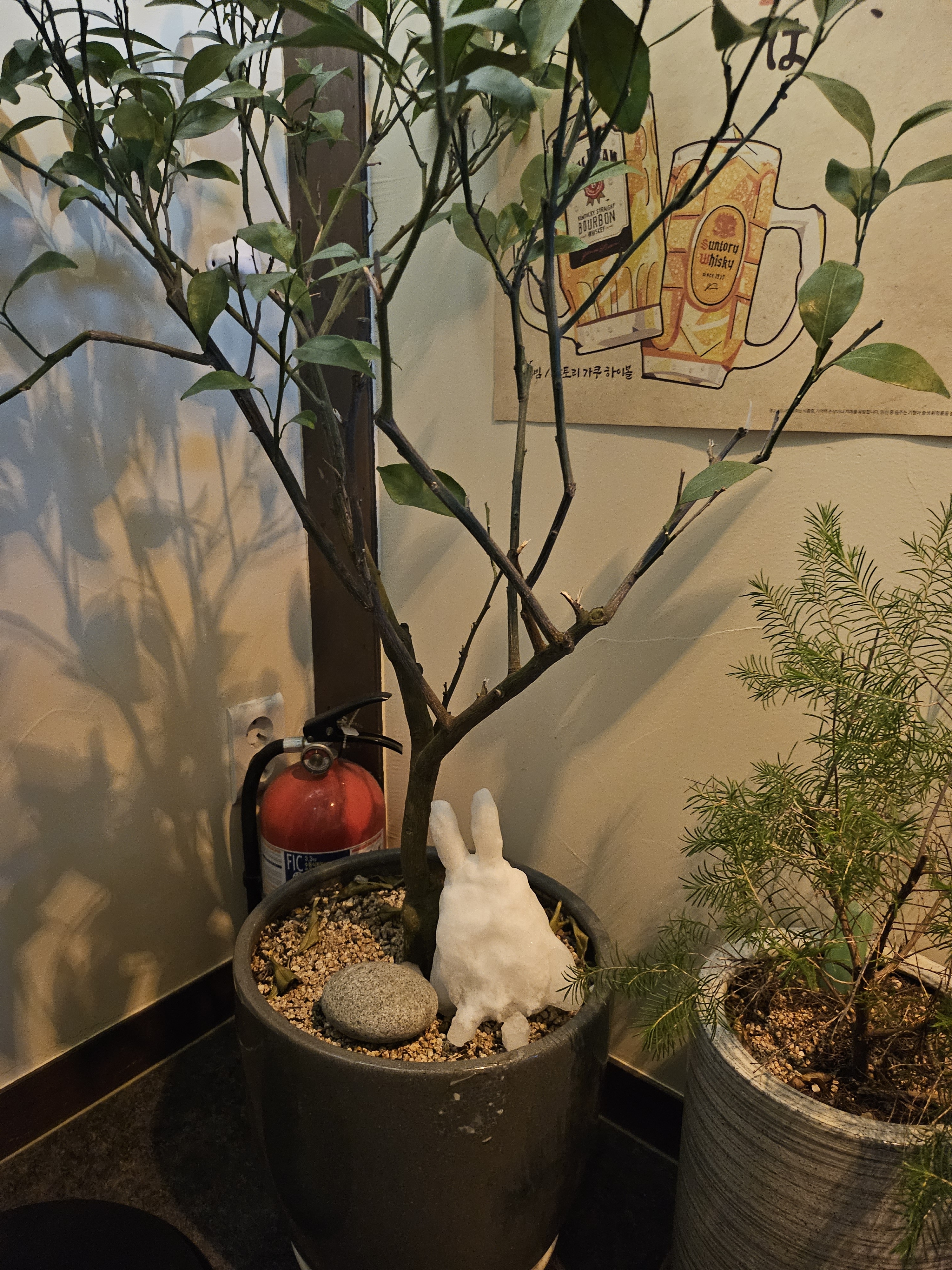 음 세이로무시 사진 3