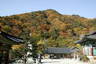 용문사 사진 1