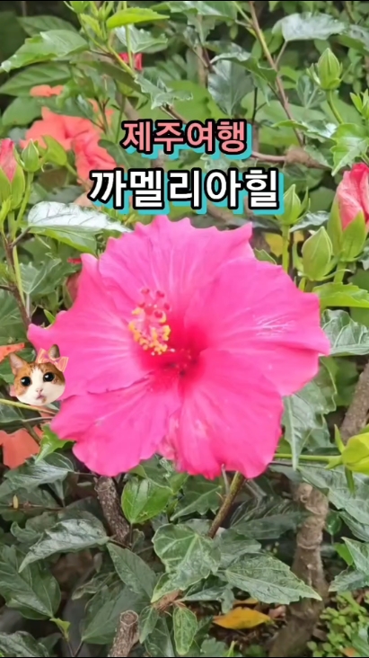 카멜리아힐 사진 3