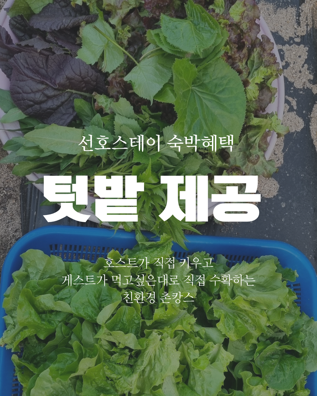 선호스테이 사진 3