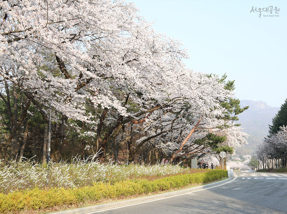 서울대공원 사진 5