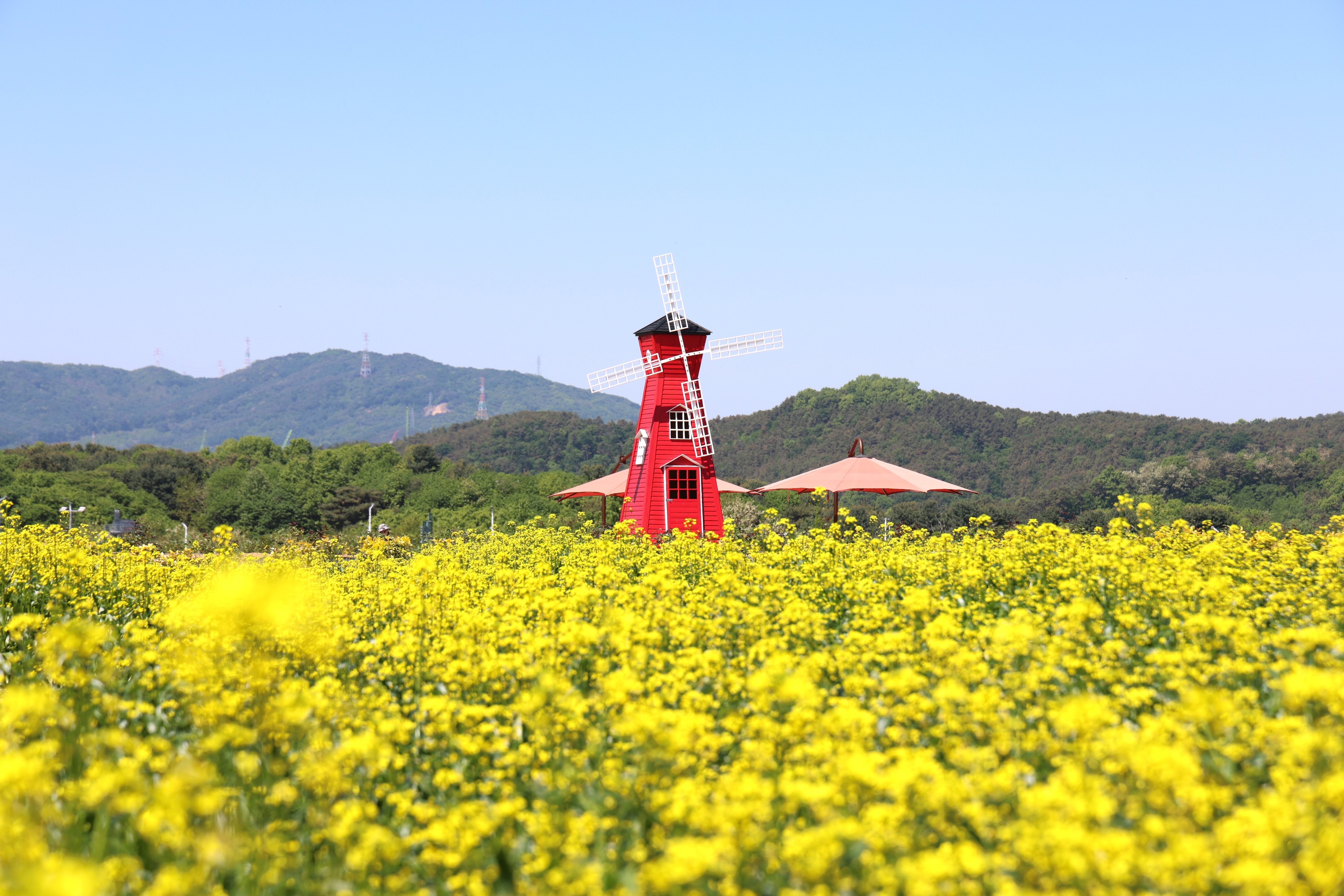 나리농원 사진 3