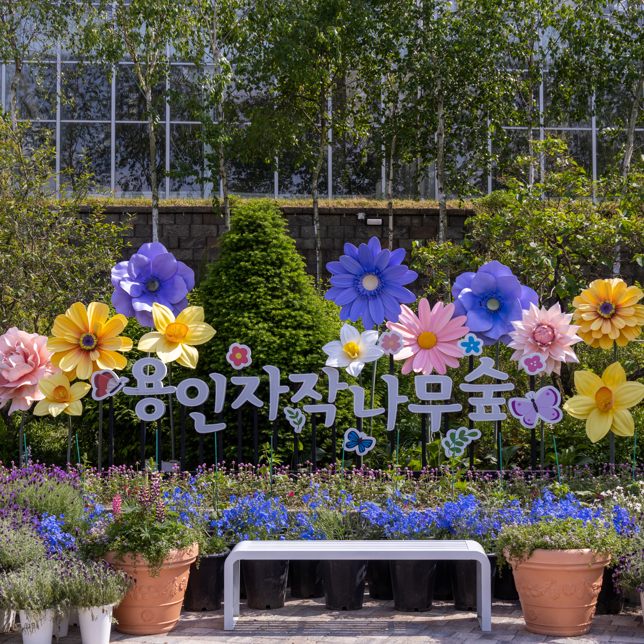 용인자작나무숲 사진