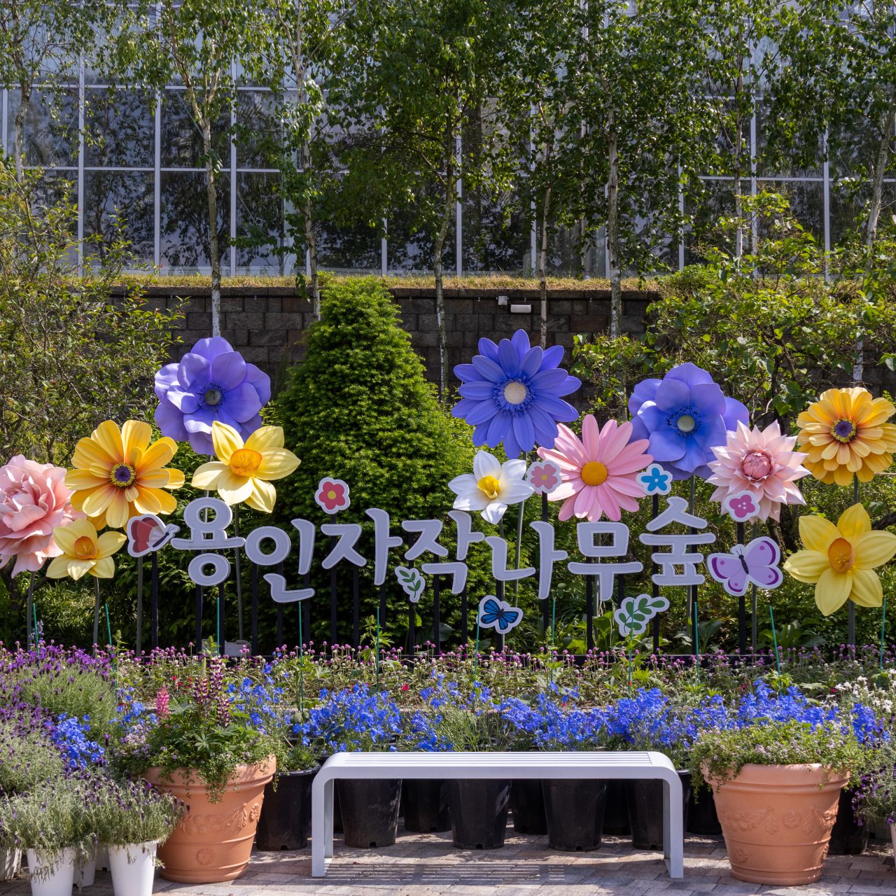 용인자작나무숲 사진