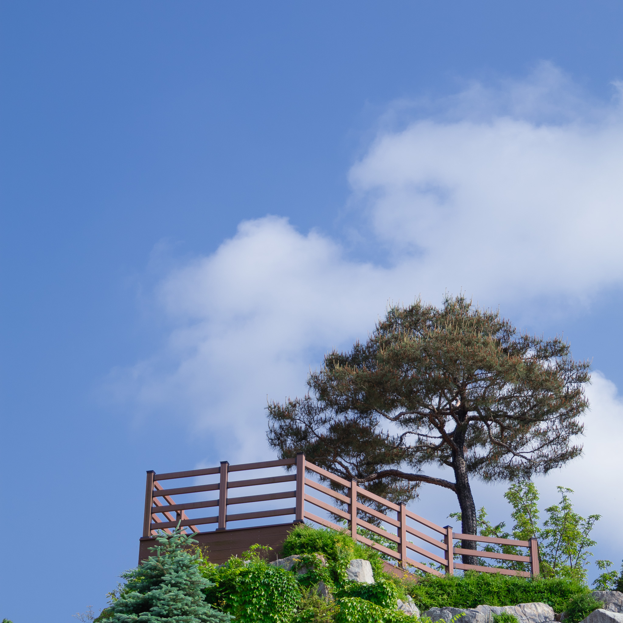 용인자작나무숲 사진 3