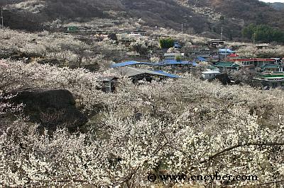 매화 정보화마을 사진 1
