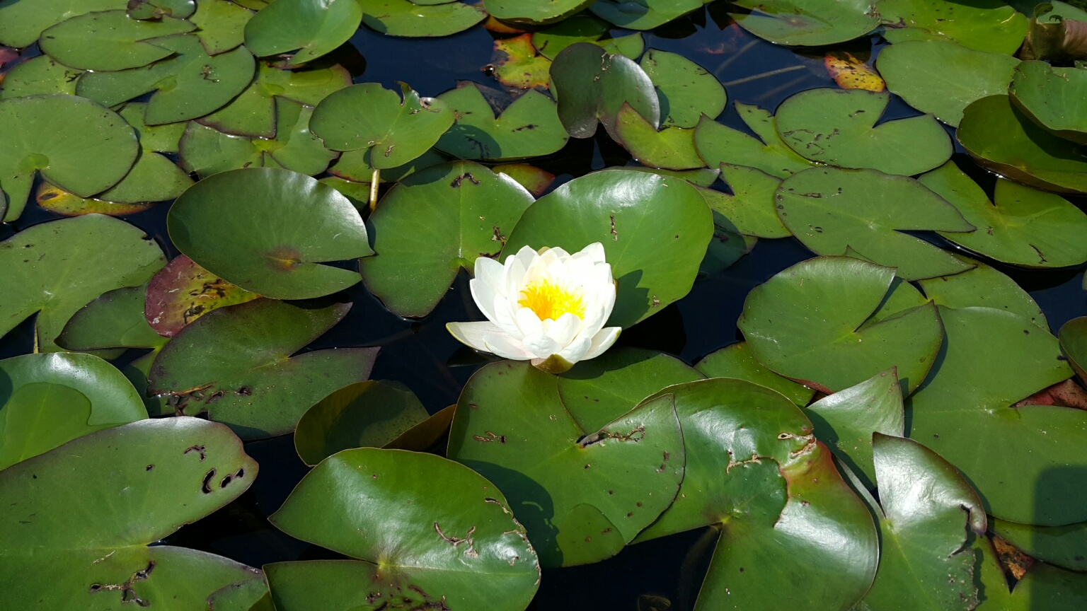 선유도공원 사진 4