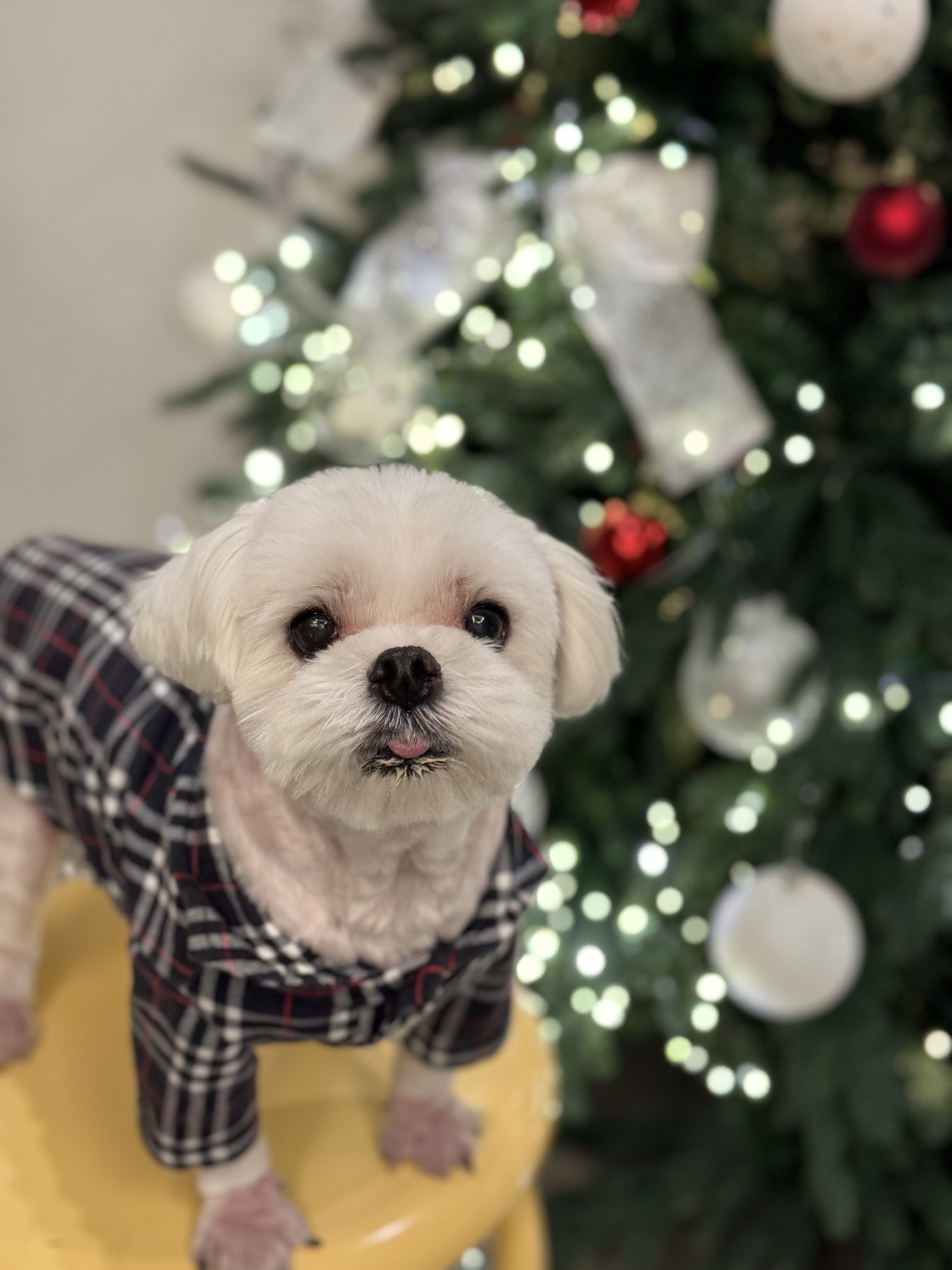 앤드로이 사진 4