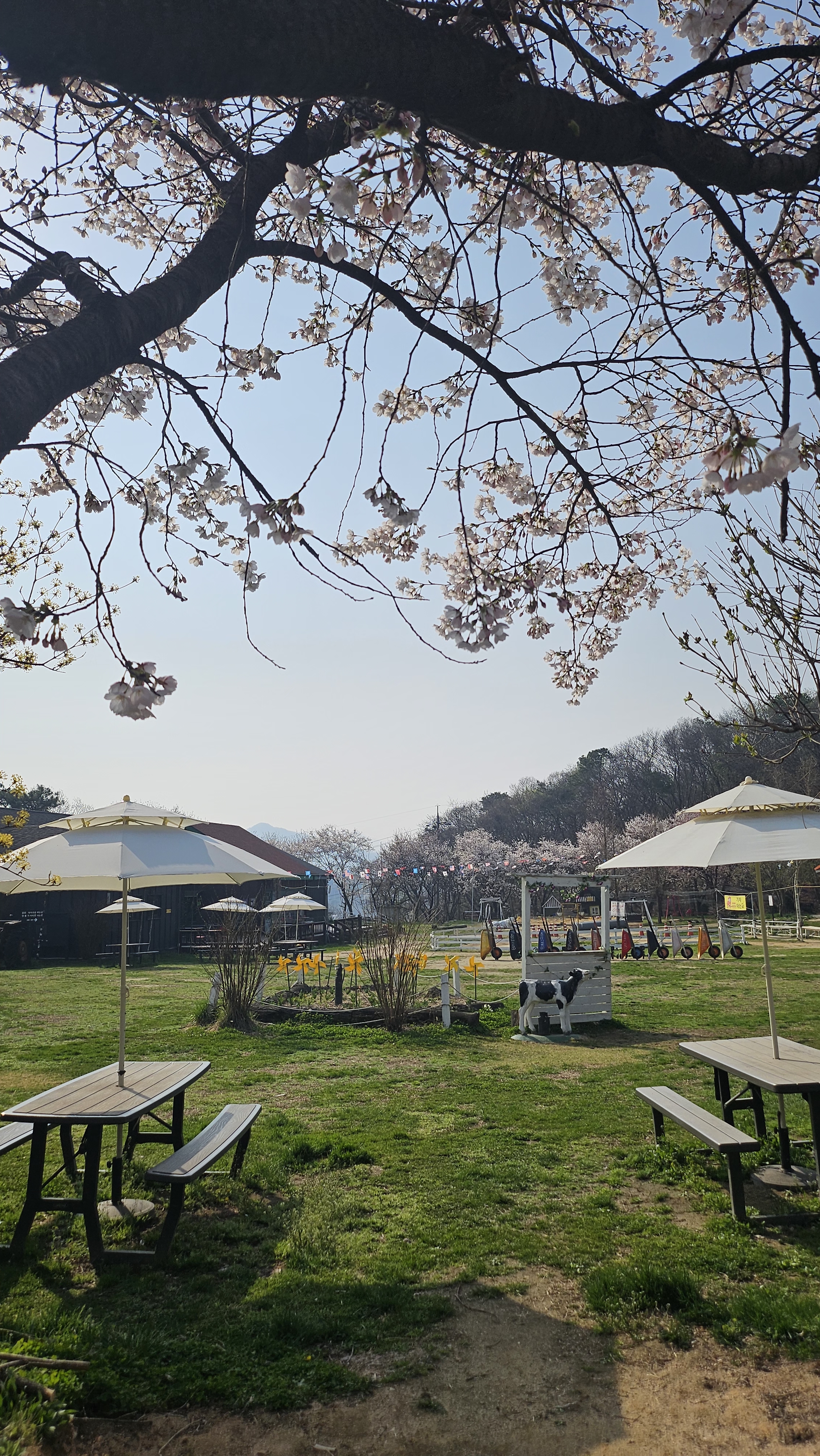 은아목장 사진 3