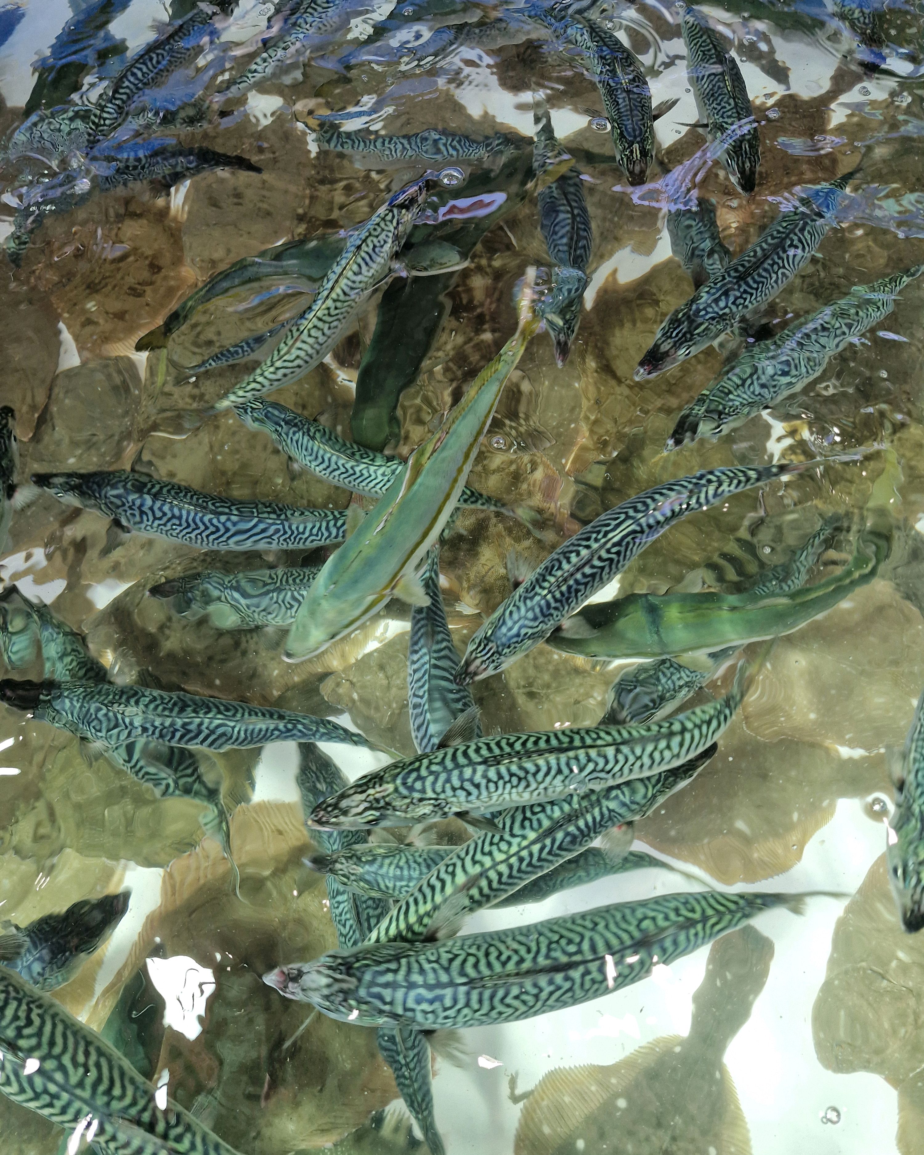 가미수산 사진 5