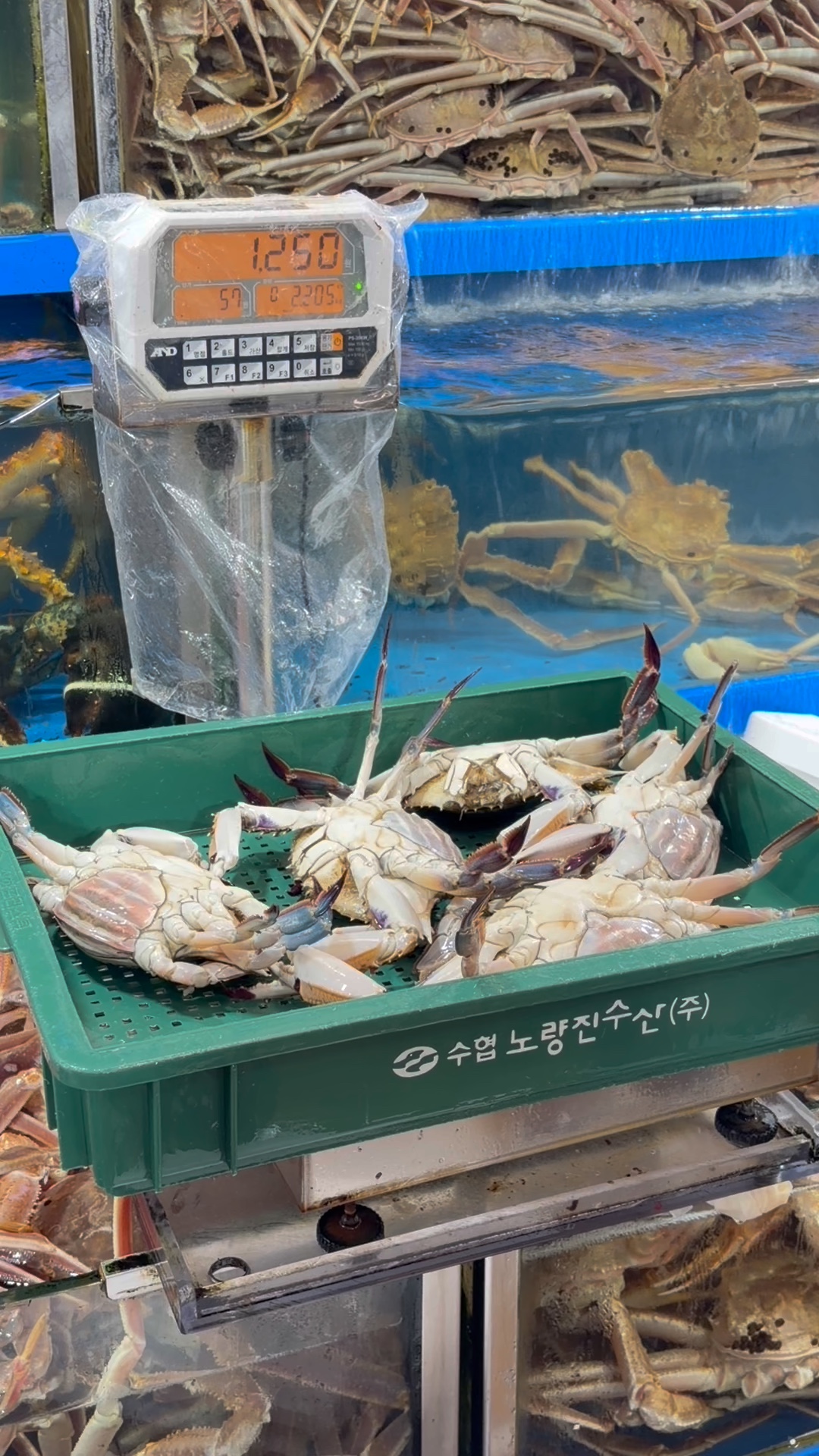 남송꽃게 사진 3