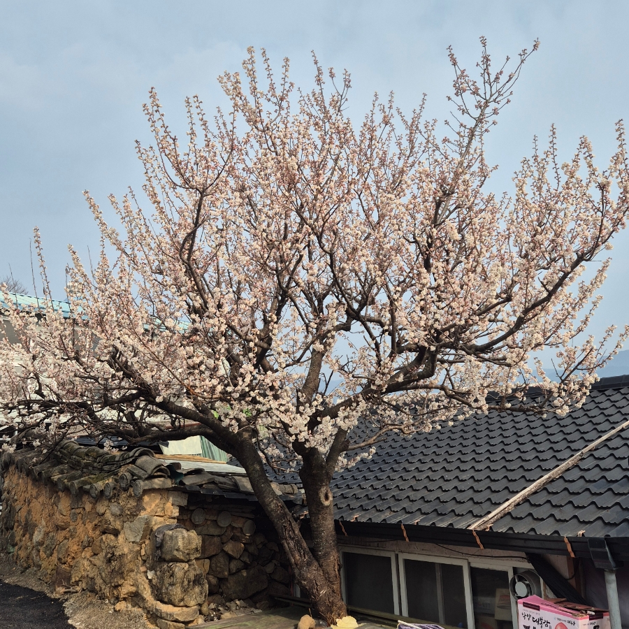 드라마 [최참판댁] 촬영지 사진 4