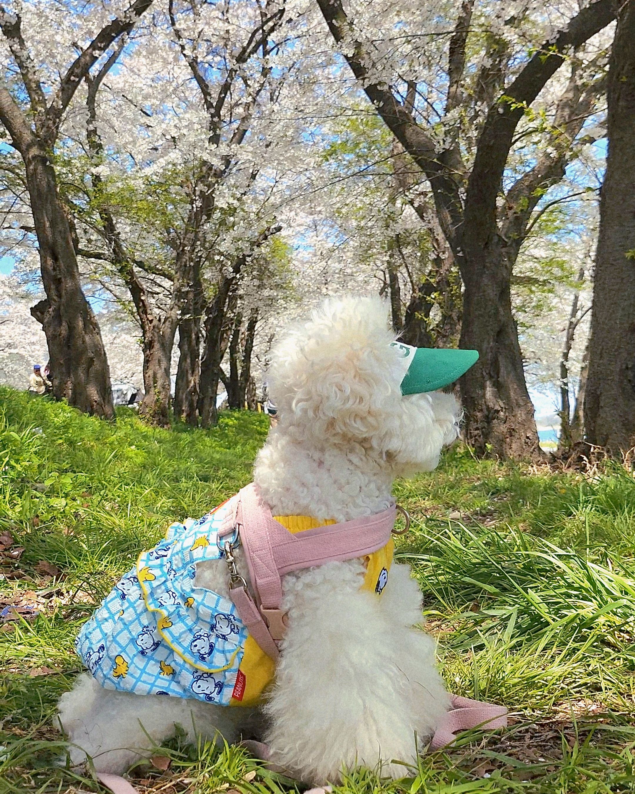 대성리국민관광지 사진 4