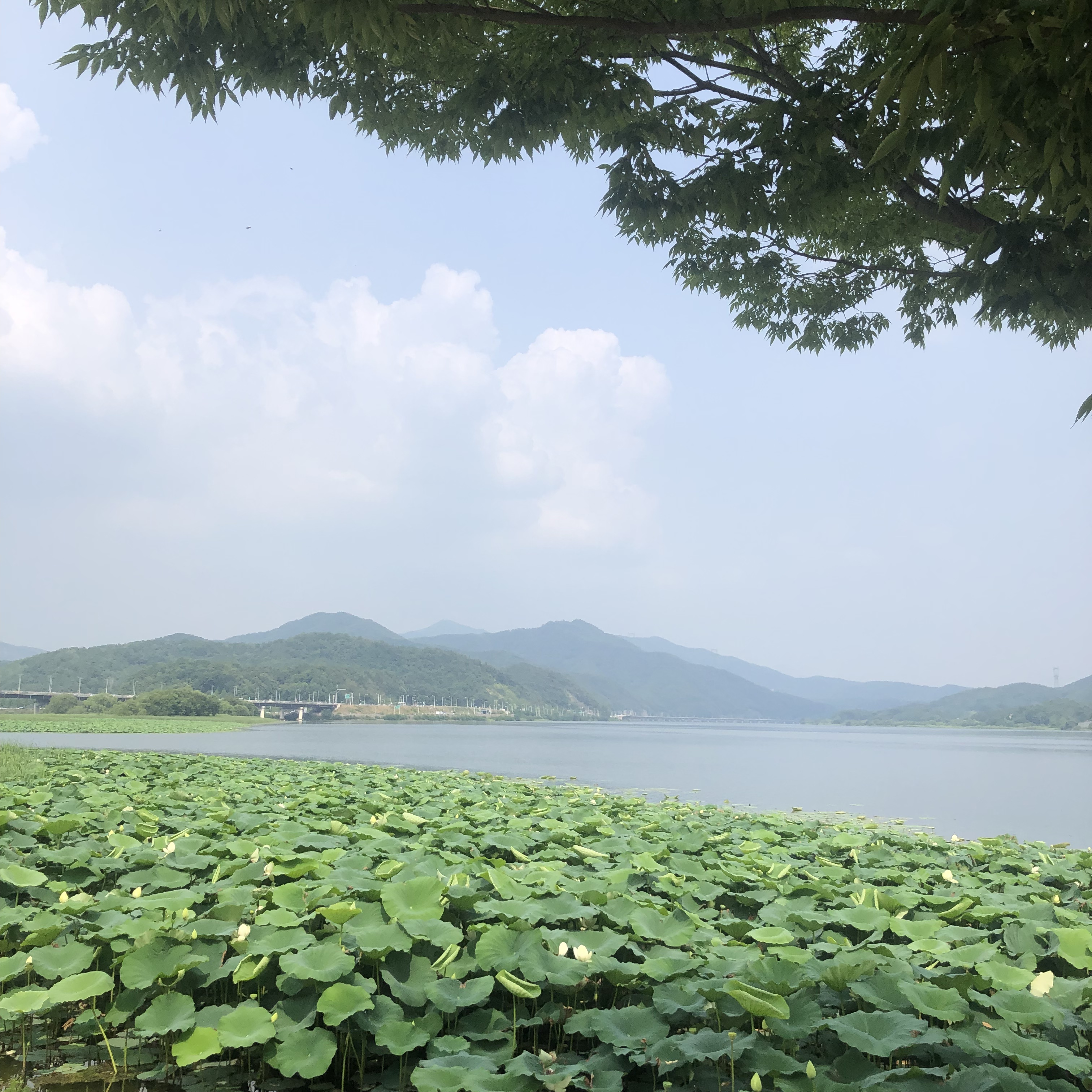 두물머리 사진 2