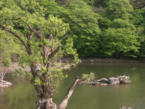 주산지 사진