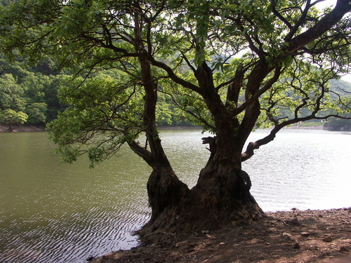 주산지 사진 3