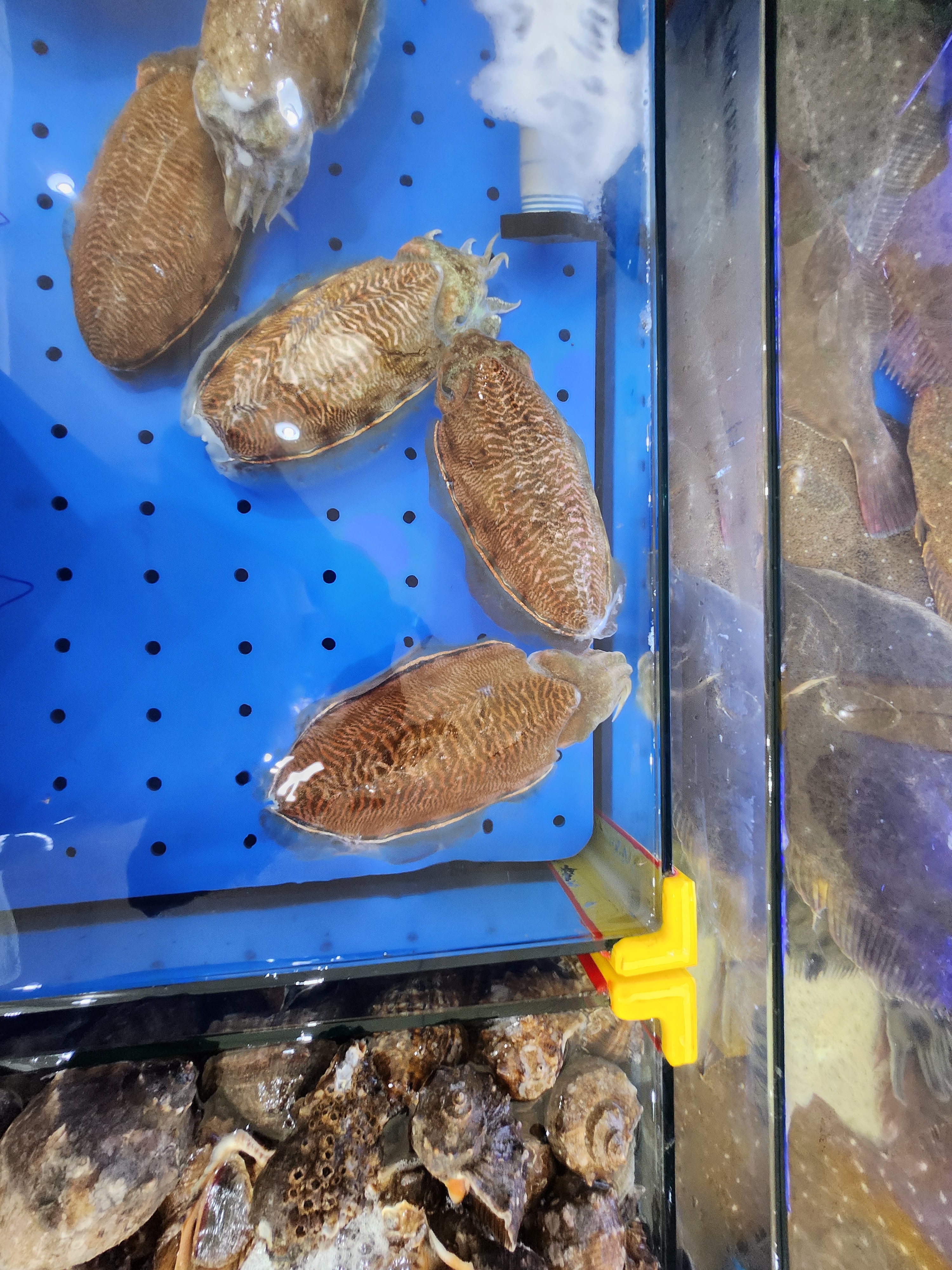 비비수산 BB수산 사진 2