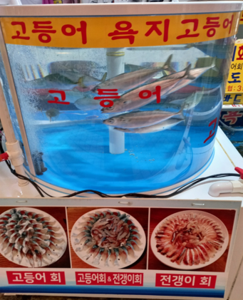 욕지고등어 충청도아줌마 사진 2