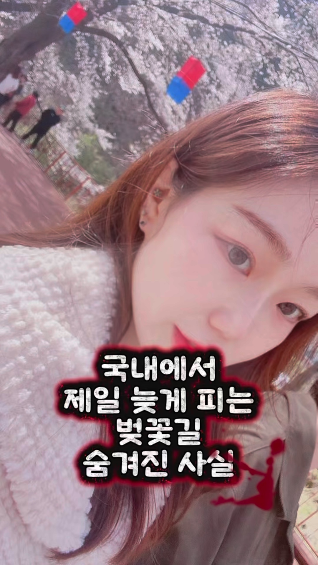 에덴벚꽃길 벚꽃축제 사진 3
