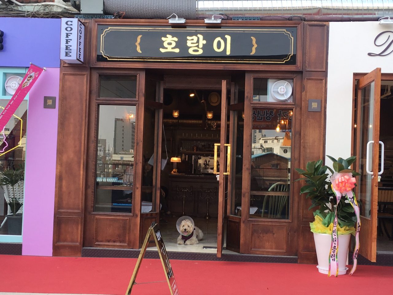 호랑이 사진