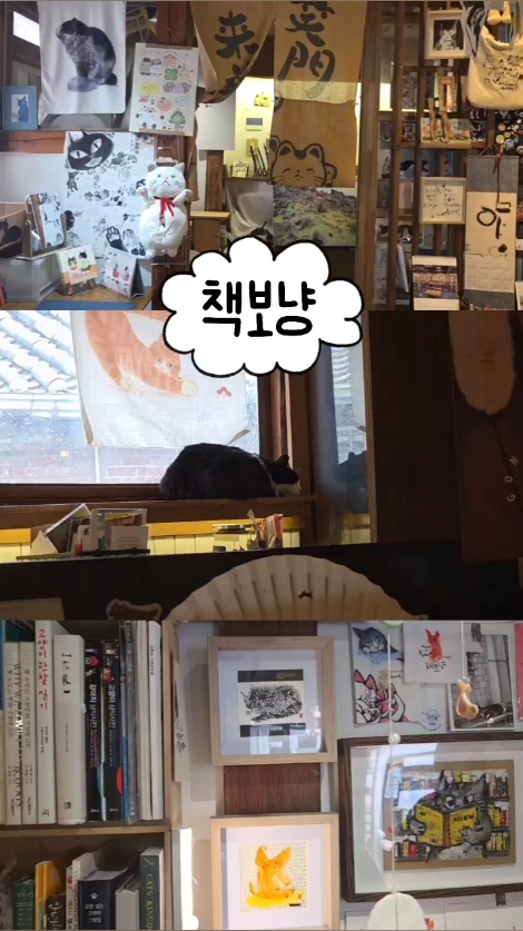 책보냥 사진 3