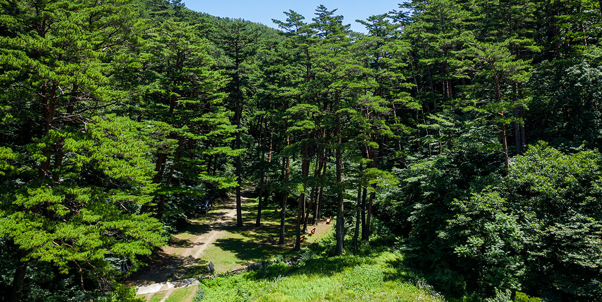삼척활기치유의숲 사진 3