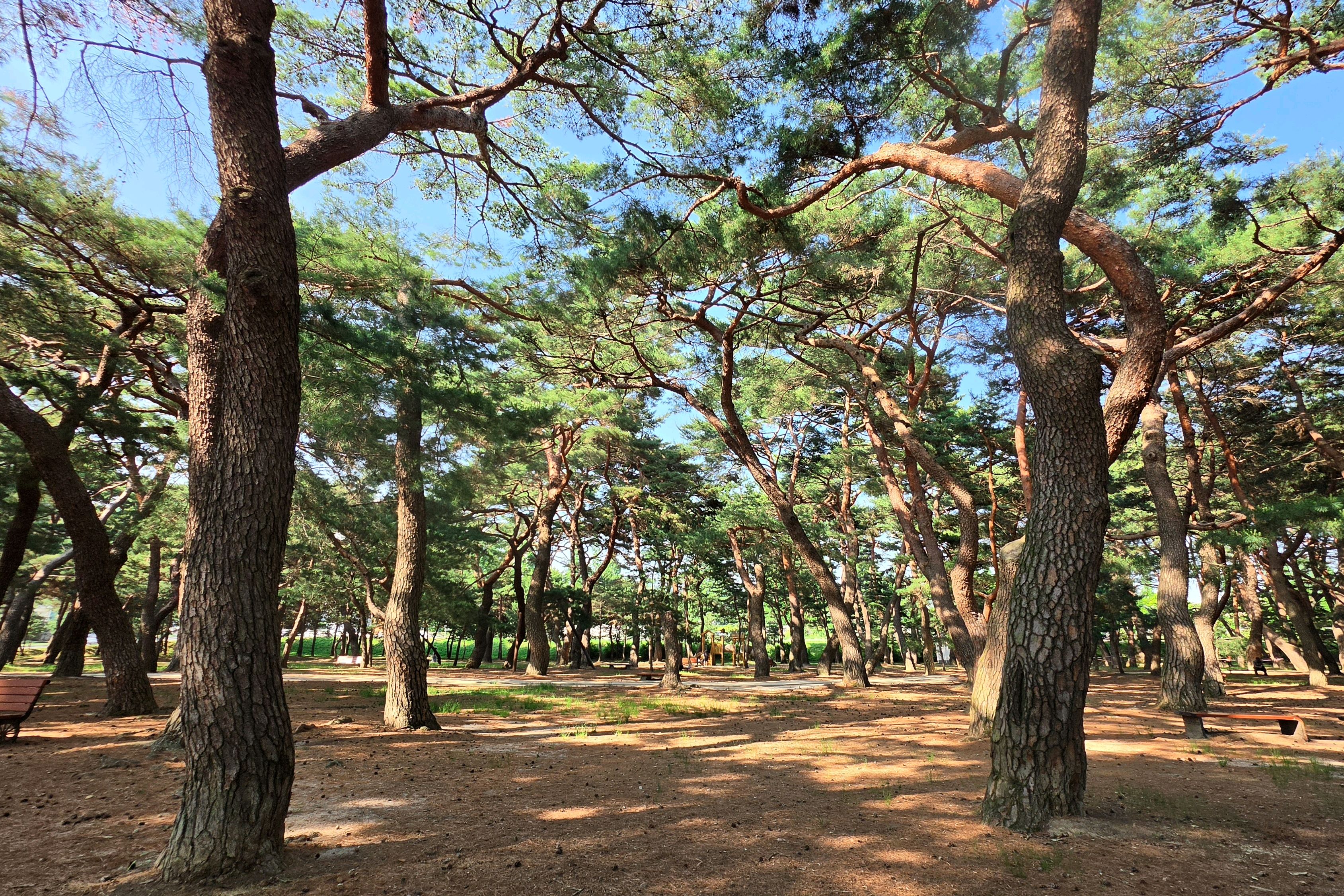 하동송림공원 사진 4