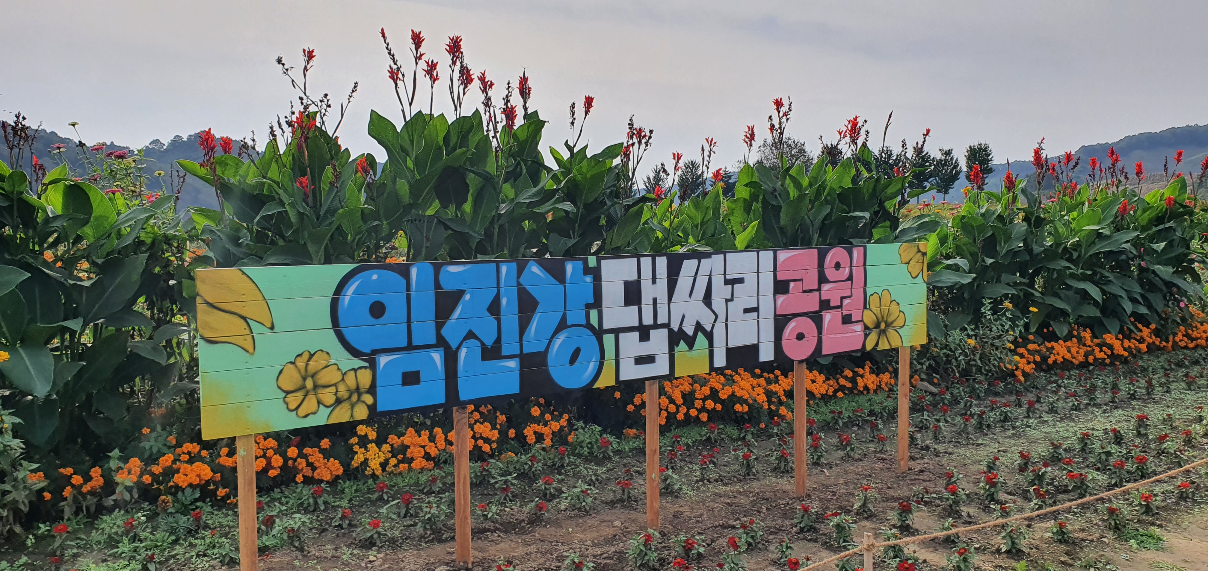 임진강 댑싸리정원 사진 2