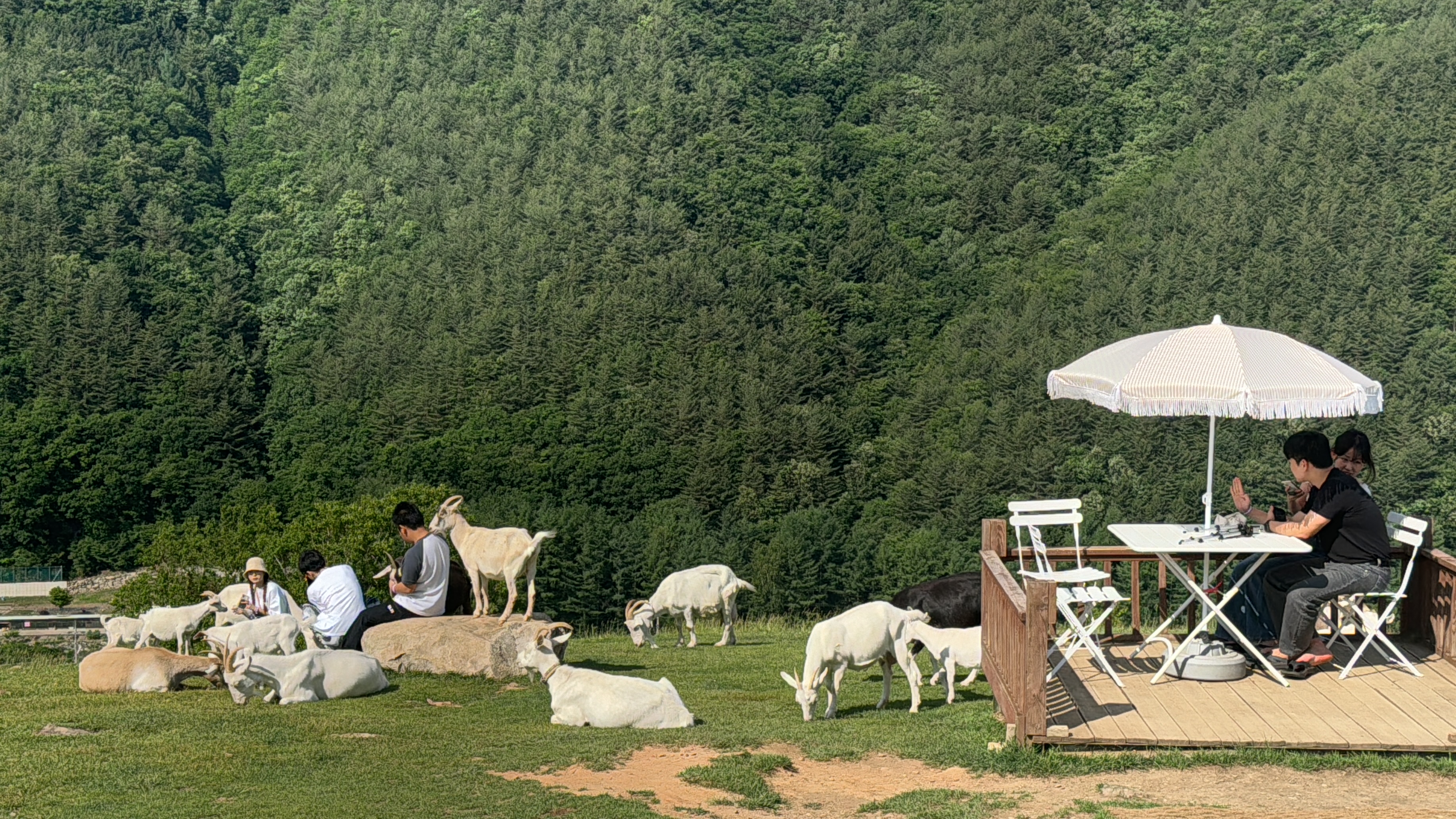 몽토랑산양목장&뷰카페 사진 3