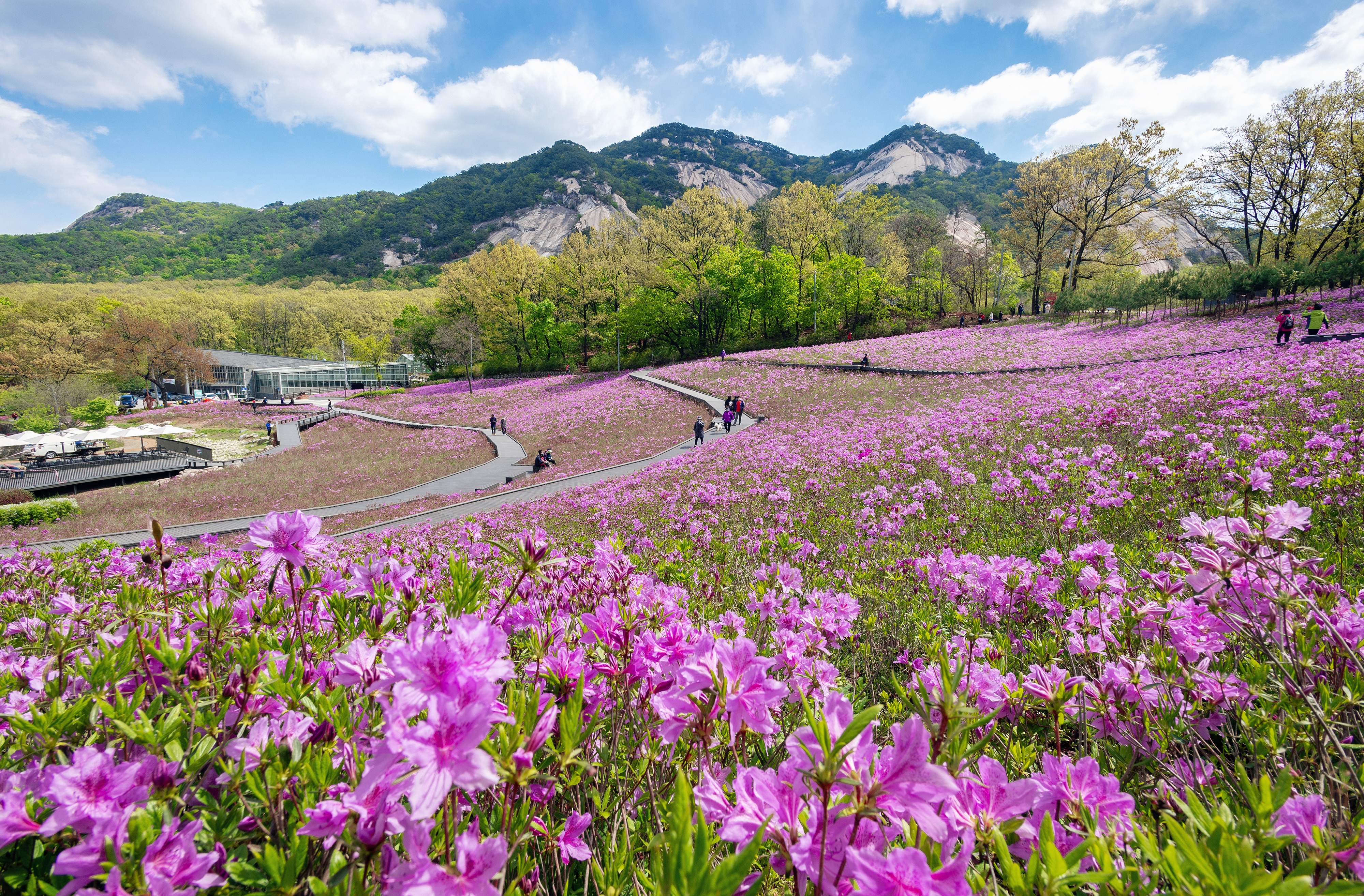 불암산철쭉동산 사진 1