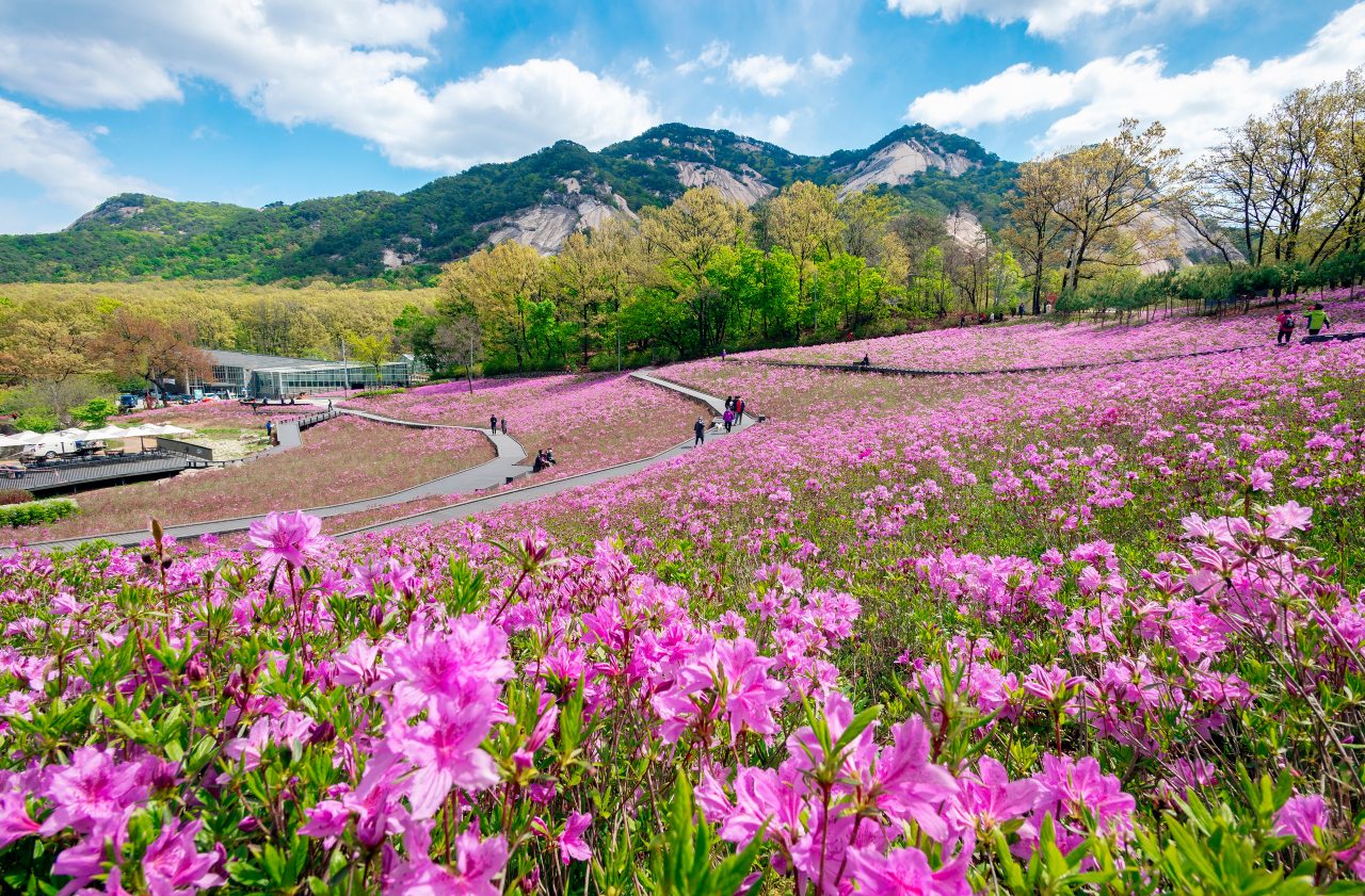 불암산철쭉동산 사진