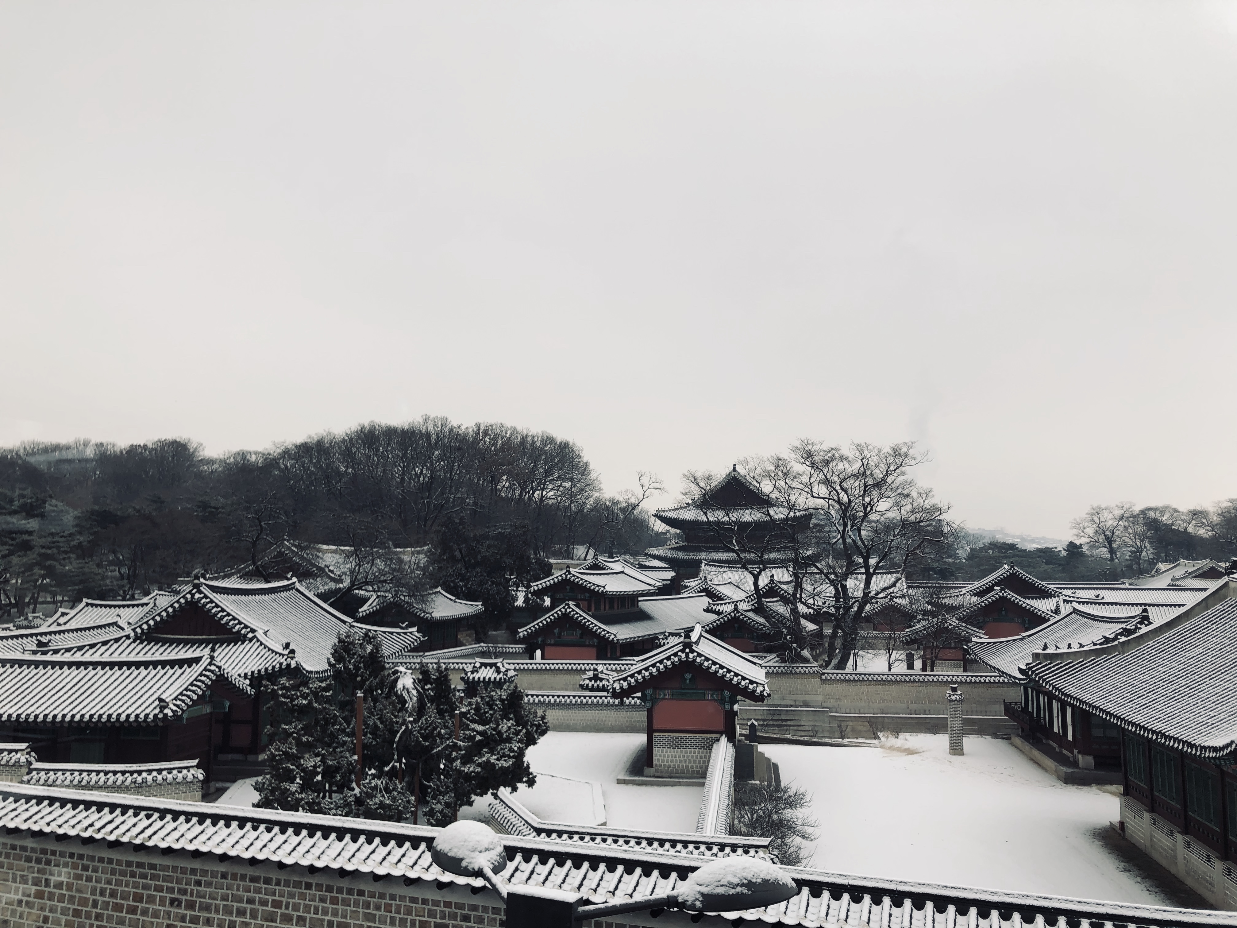 회화나무 사진 3