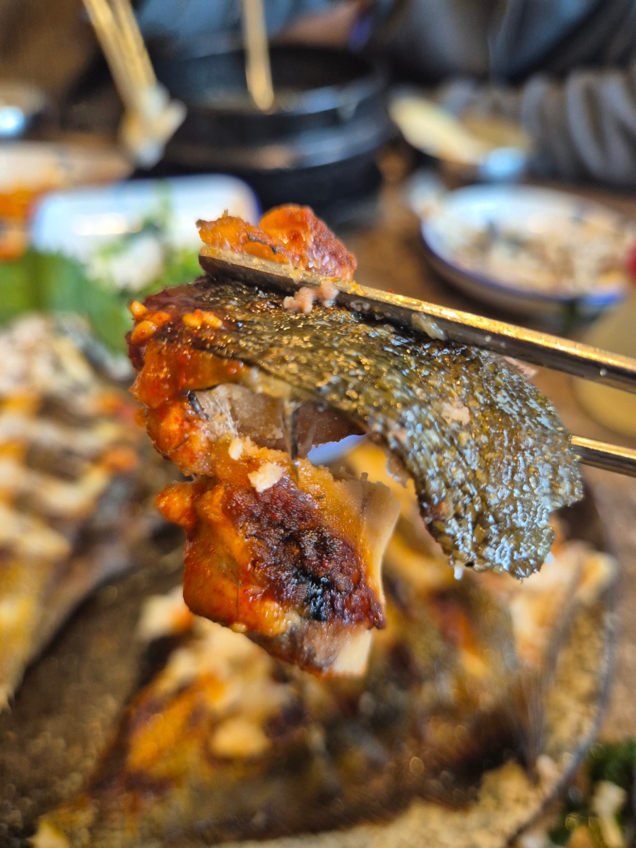 독도참가자미 사진 4