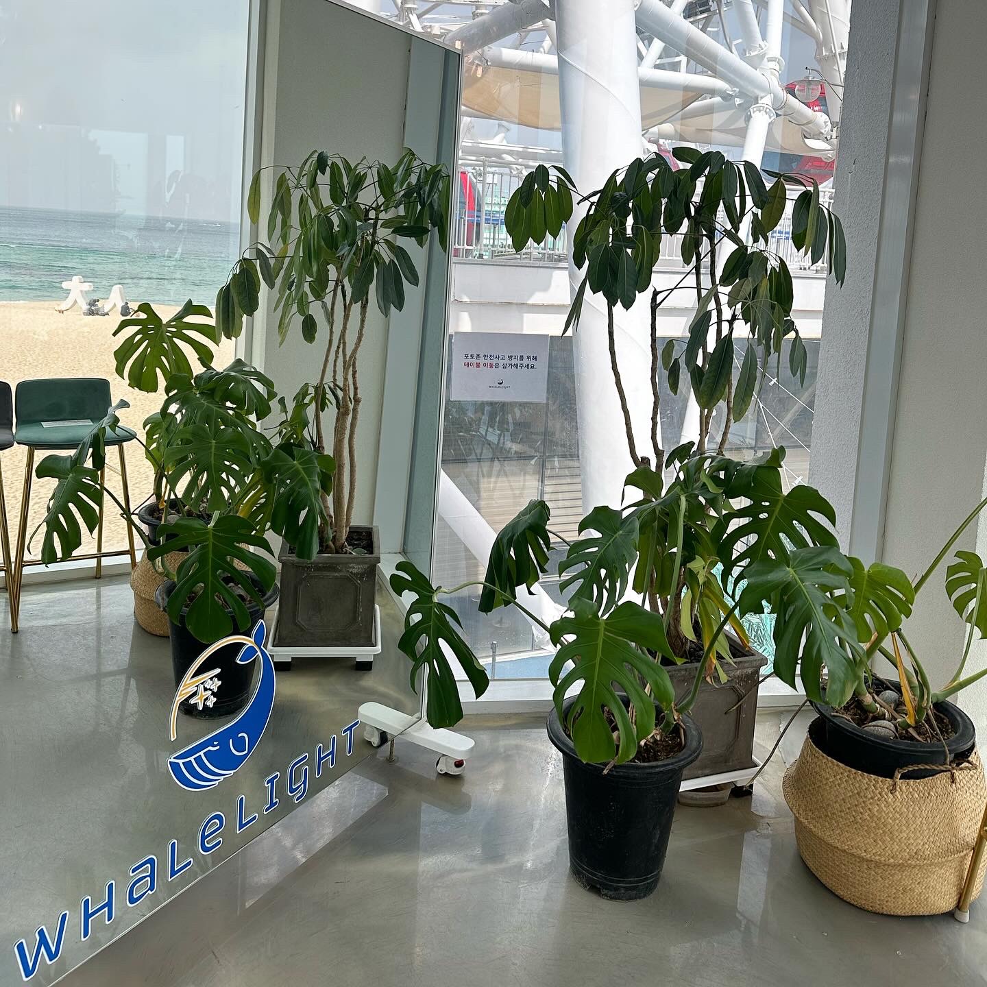 웨일라잇 사진 3
