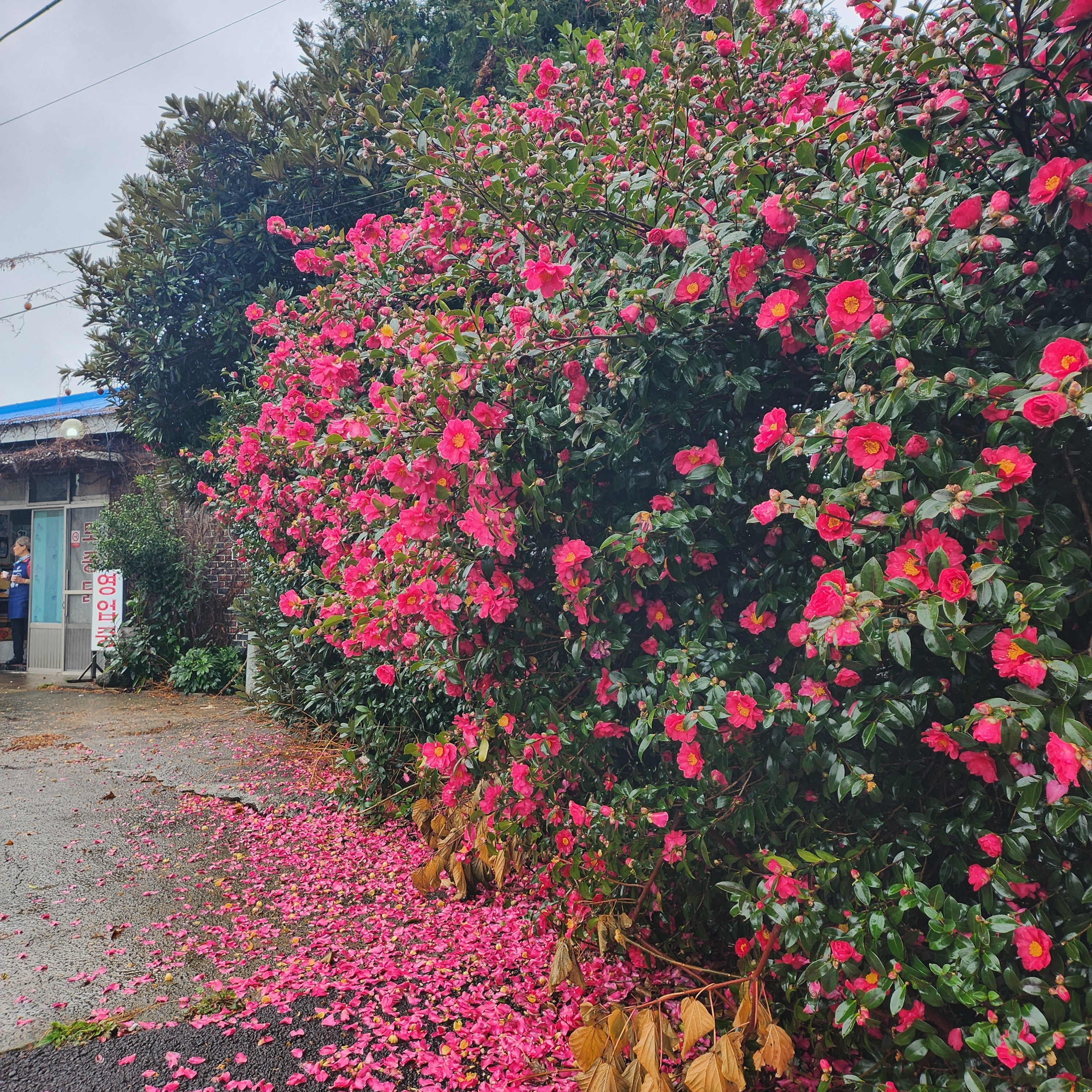 수산동백가든 사진 1