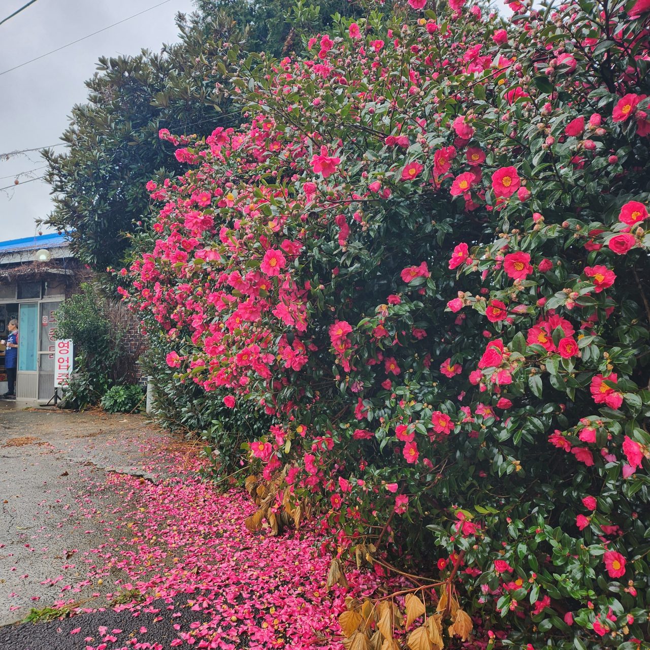 수산동백가든 사진