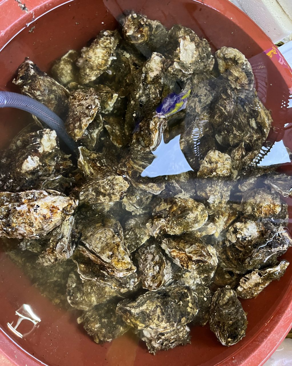 통영굴 사진