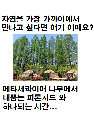 빅트리 사진