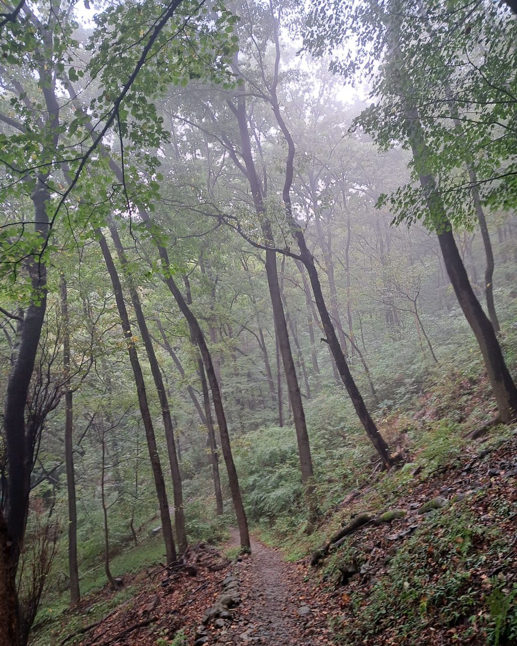 지리산어탕 사진