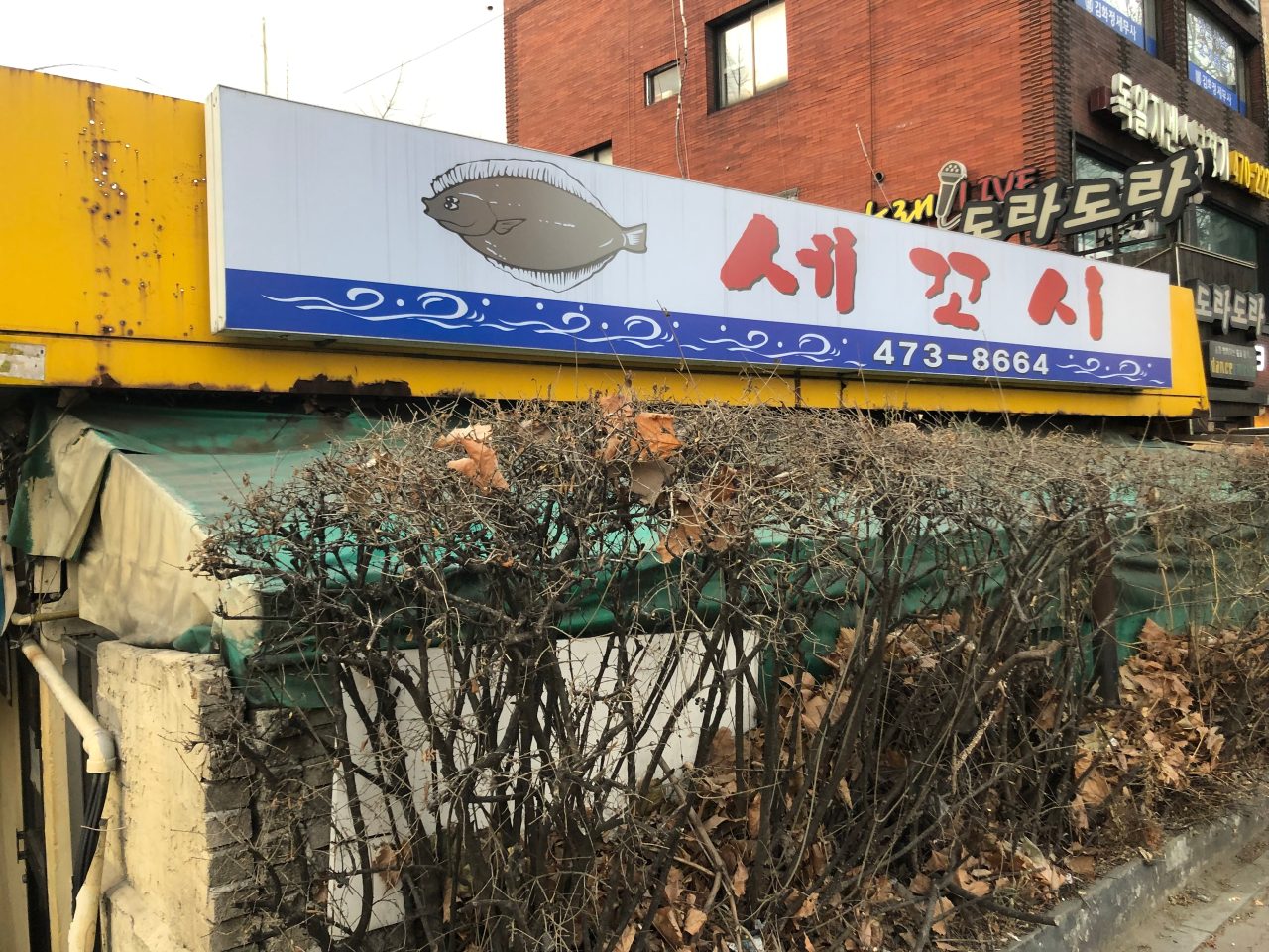 세꼬시 사진