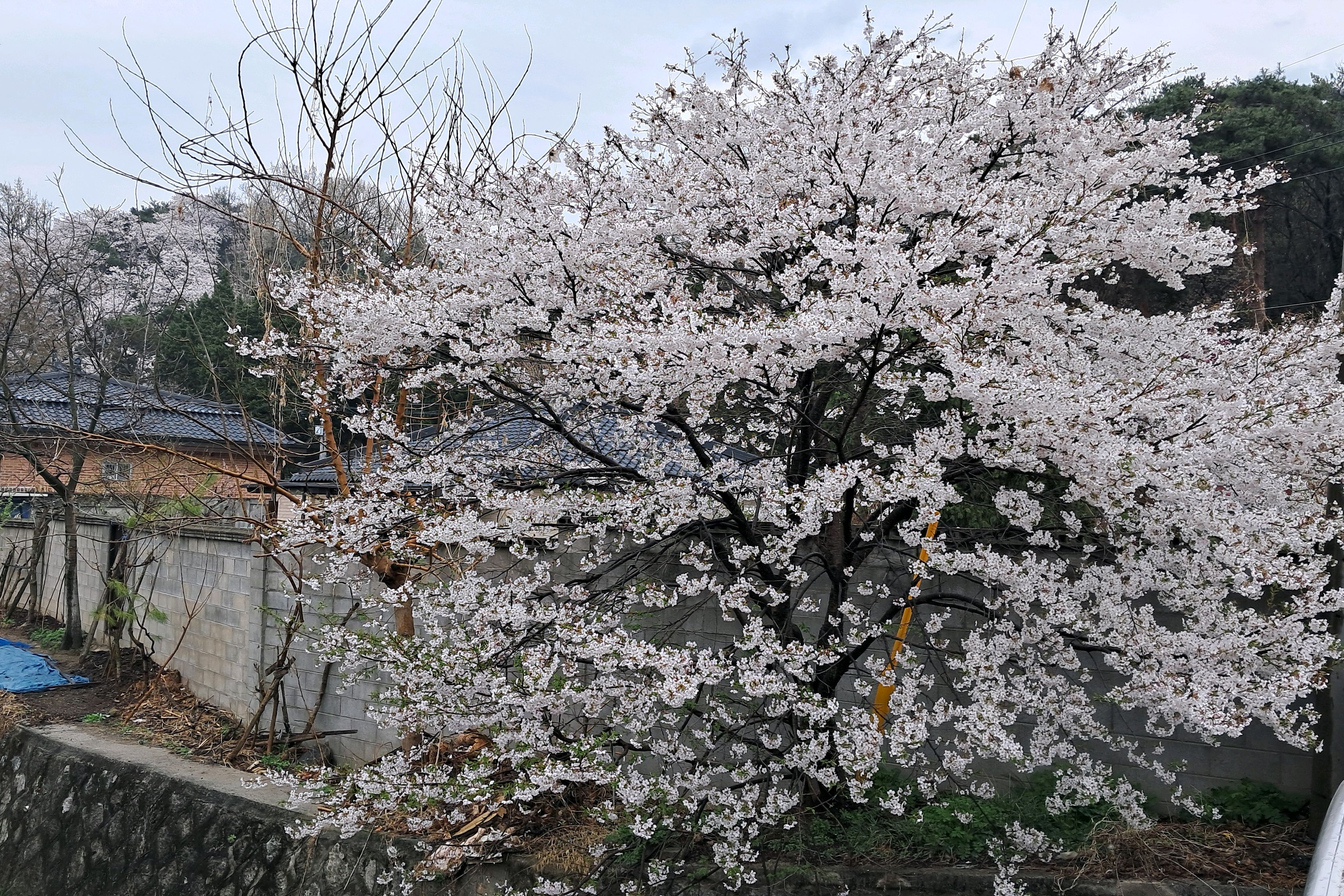 강남정육식당 사진 4