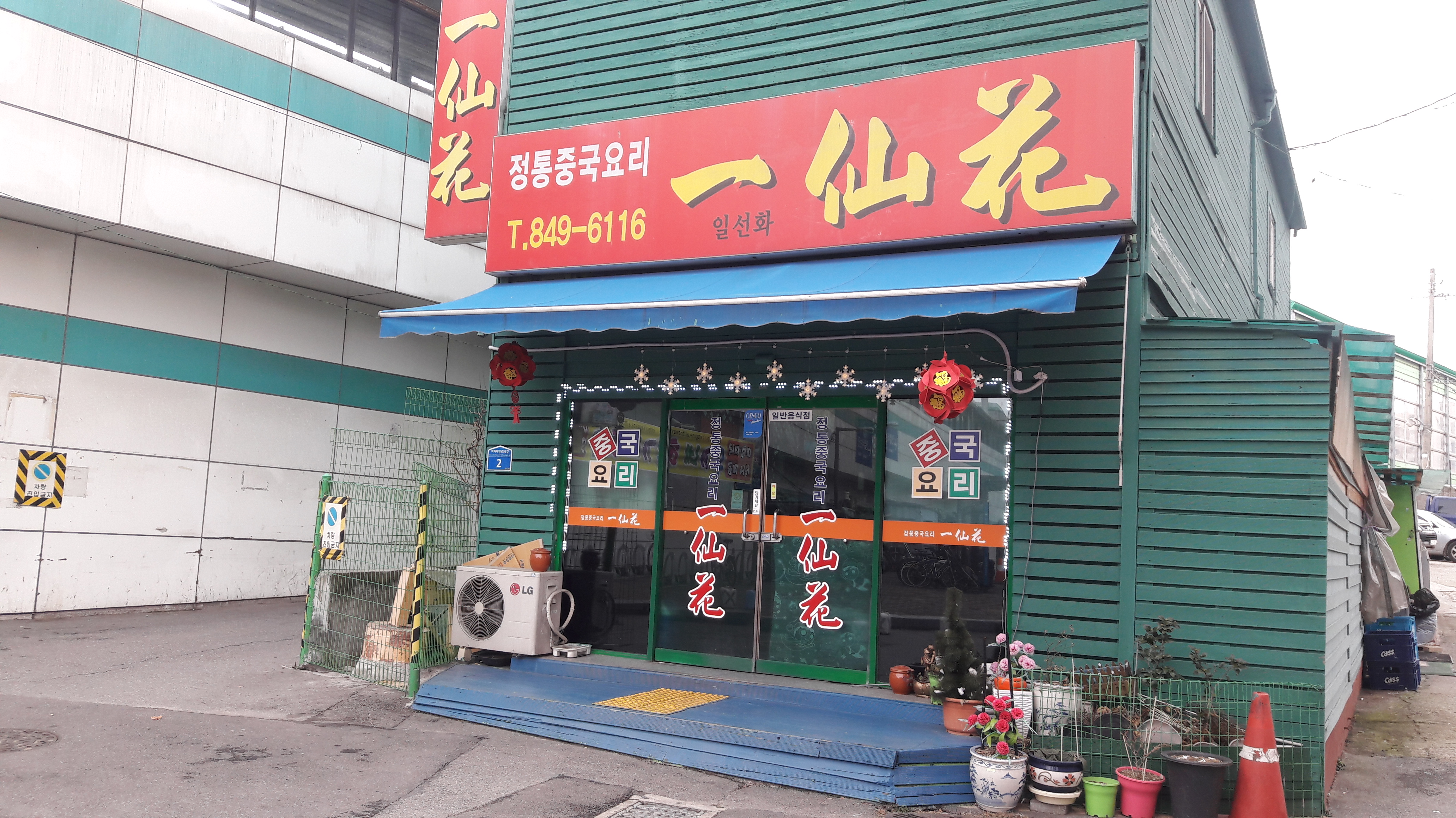 일선화 사진 1