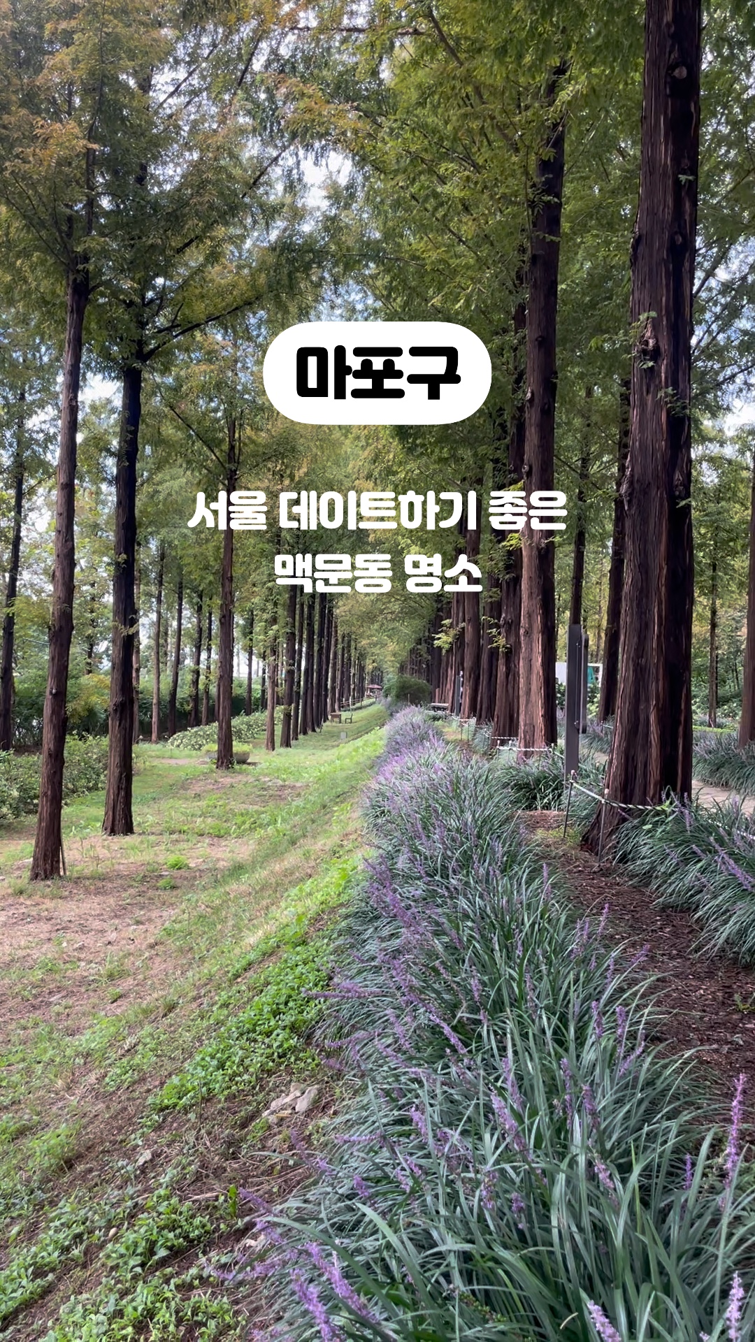하늘공원메타세콰이어길 사진 3